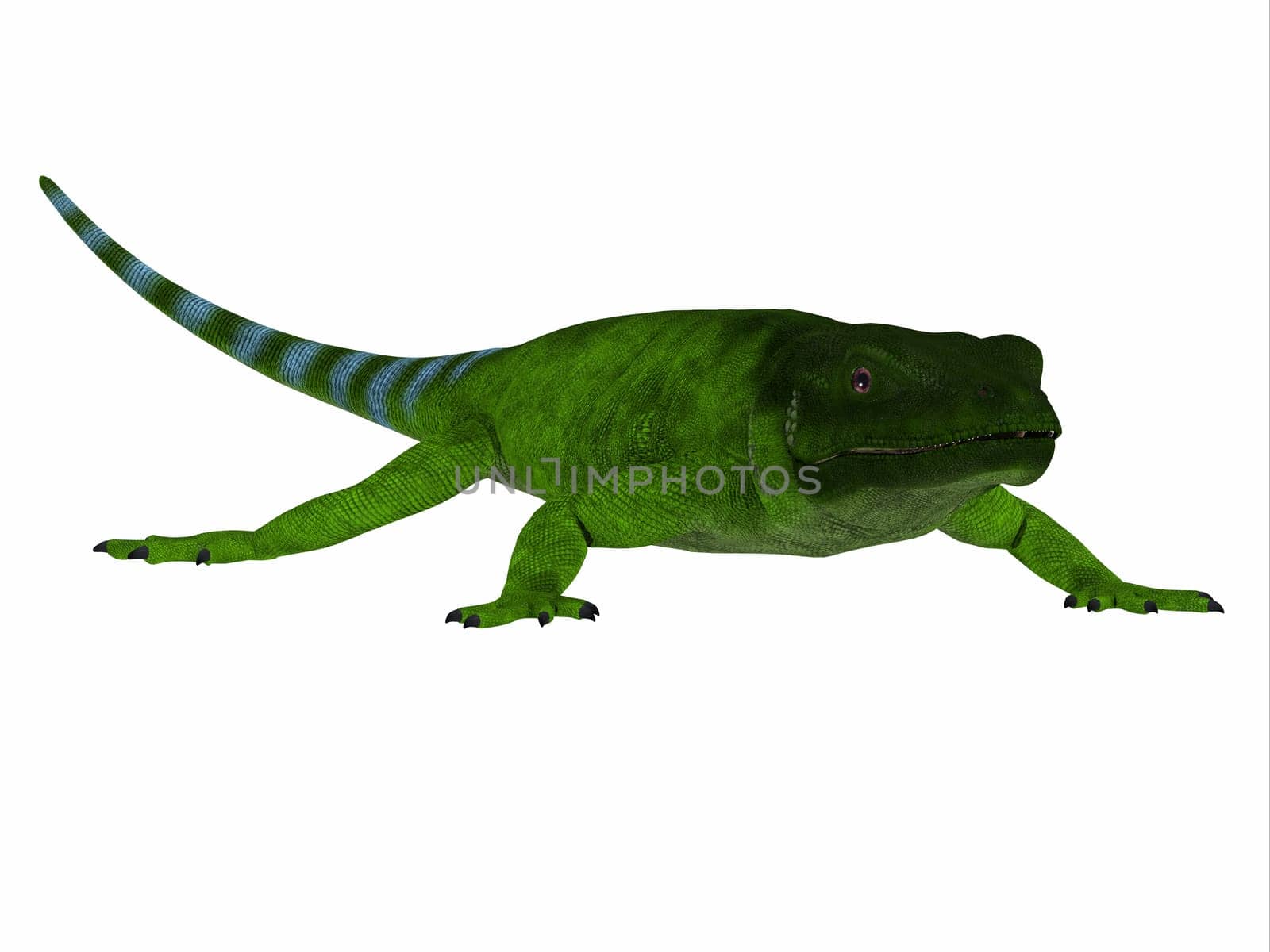 Chuckwalla Lizard Green by Catmando