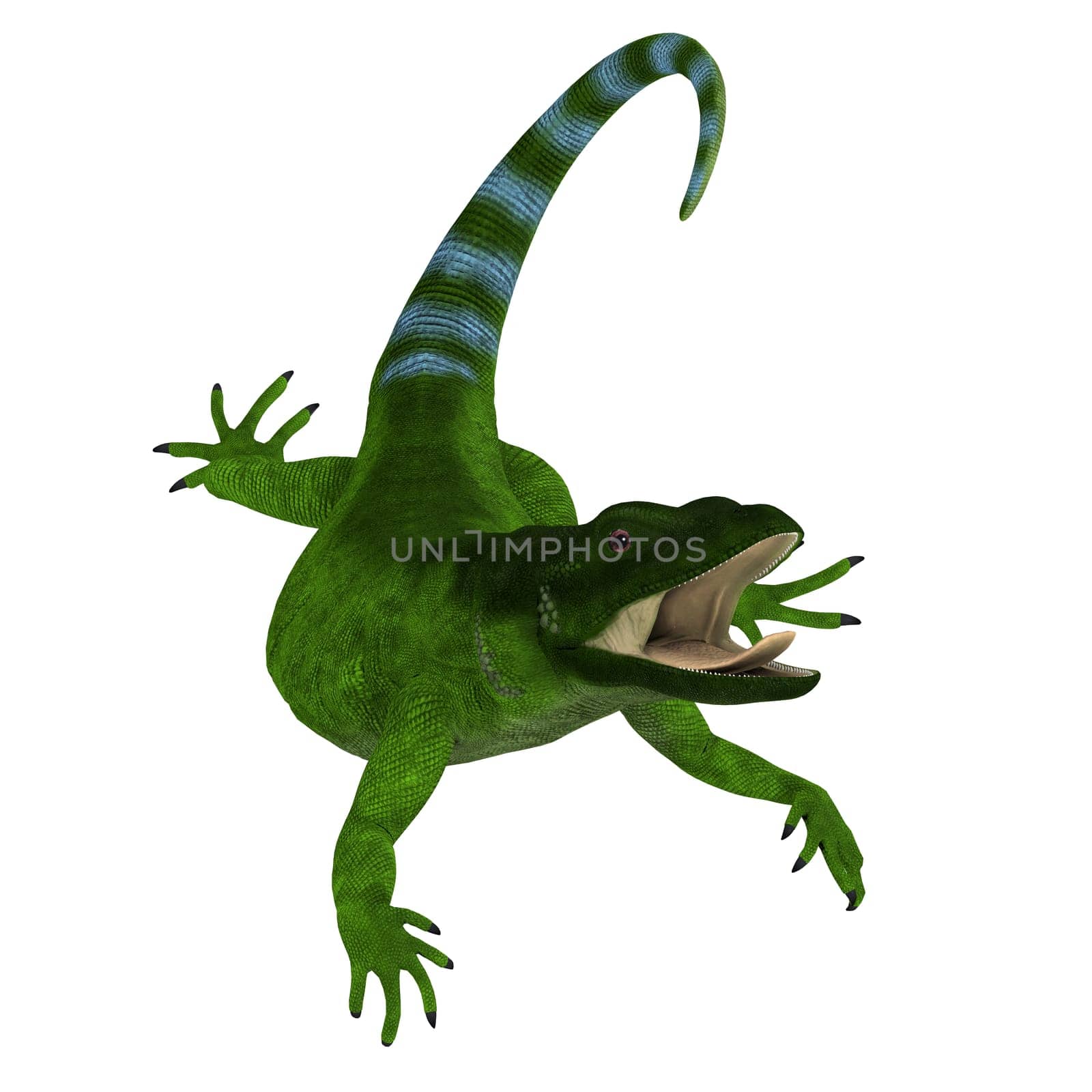 Green Chuckwalla Lizard by Catmando