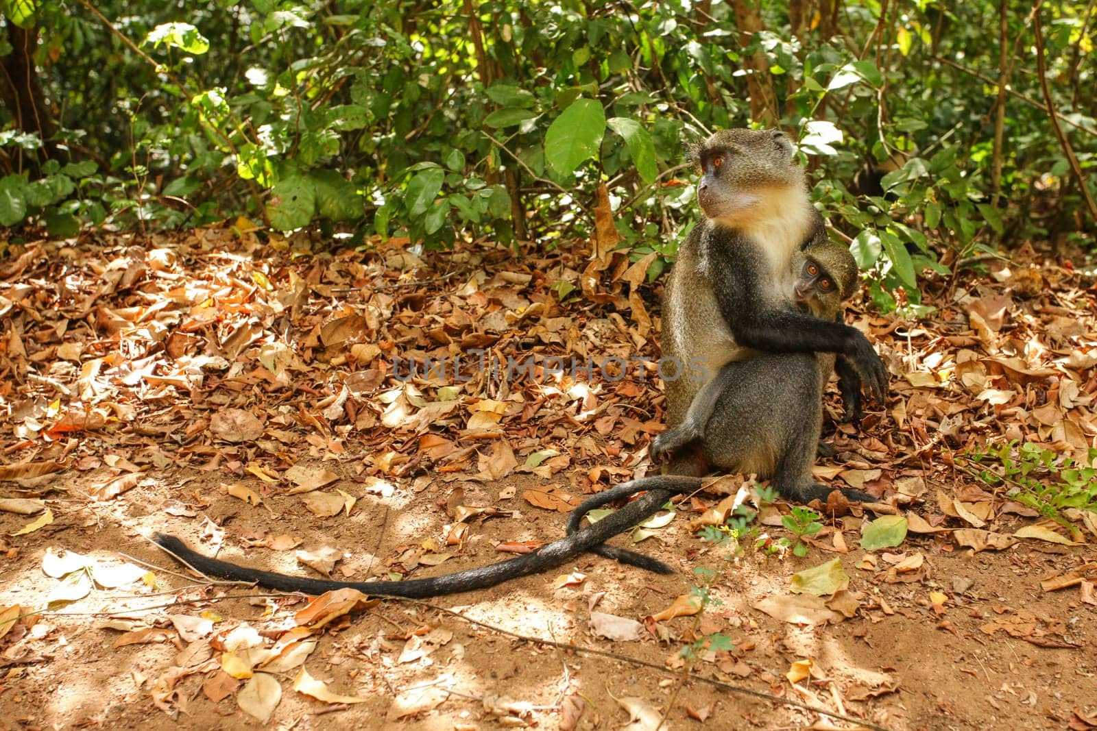 Baby Sykes' Samango monkey (Cercopithecus albogularis) holds onto her mother standing on the ground. Gede, Watamu region, Kenya by Ivanko