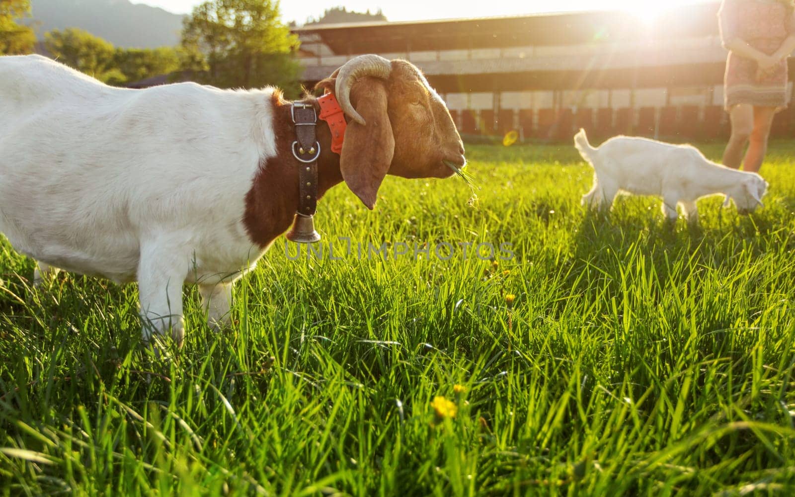 Anglo nubian / boer goat mutton, grazing on green spring meadow, small kid and blurred farm with strong backlight in background by Ivanko