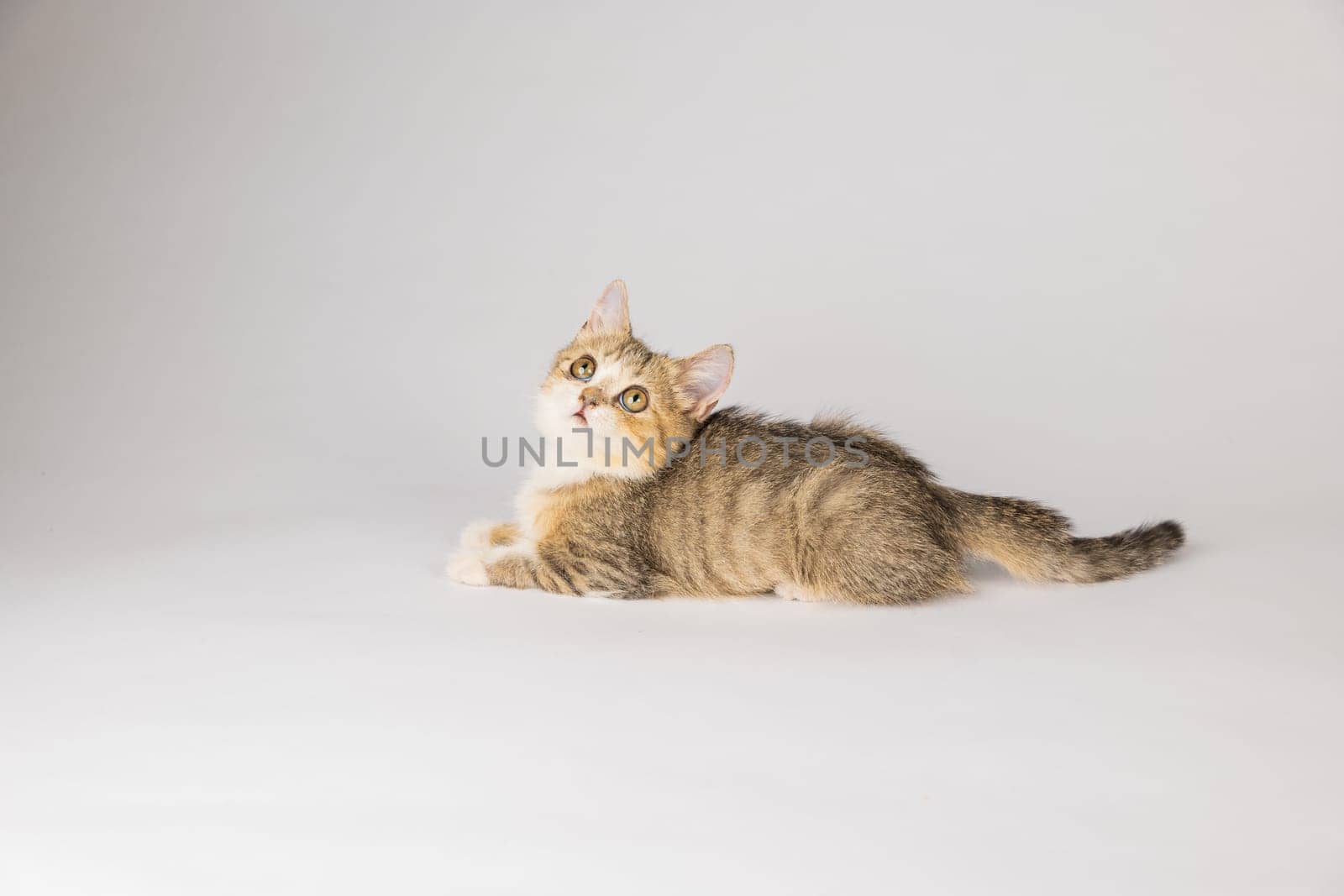 An isolated, beautiful little grey Scottish Fold kitten, looking playful and cheerful, is the focus of this cat portrait against a white background.