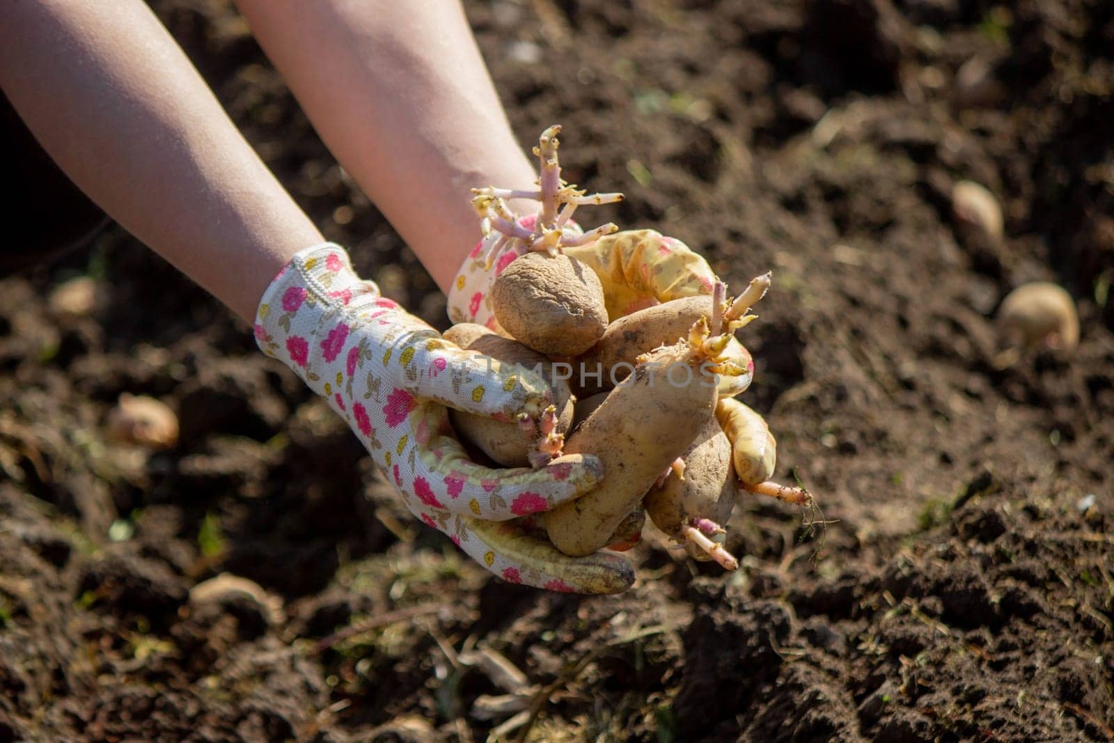 planting potatoes in spring, farm potatoes in hands. Selective focus. Nature