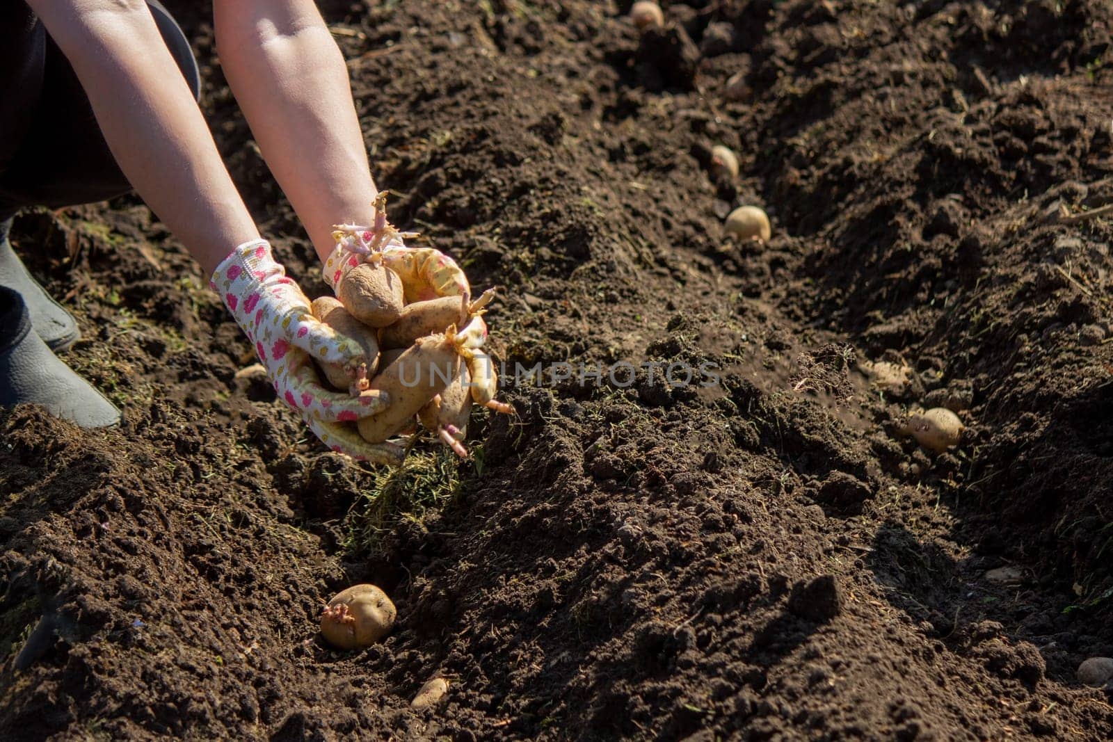 planting potatoes in spring, farm potatoes in hands. Selective focus. Nature