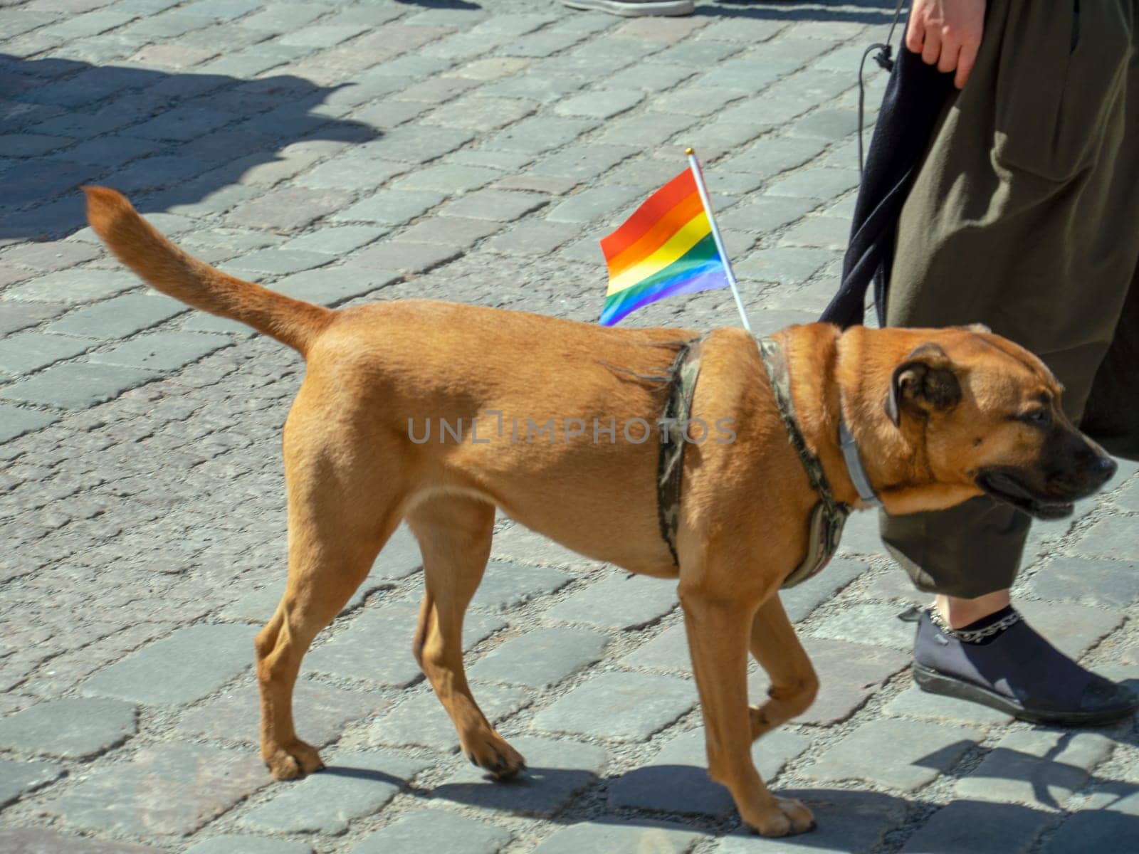 A brown dog takes part in the annual gay parade of the LGBT community with a bright scarf around his neck. by Dimidov27@mail.ru