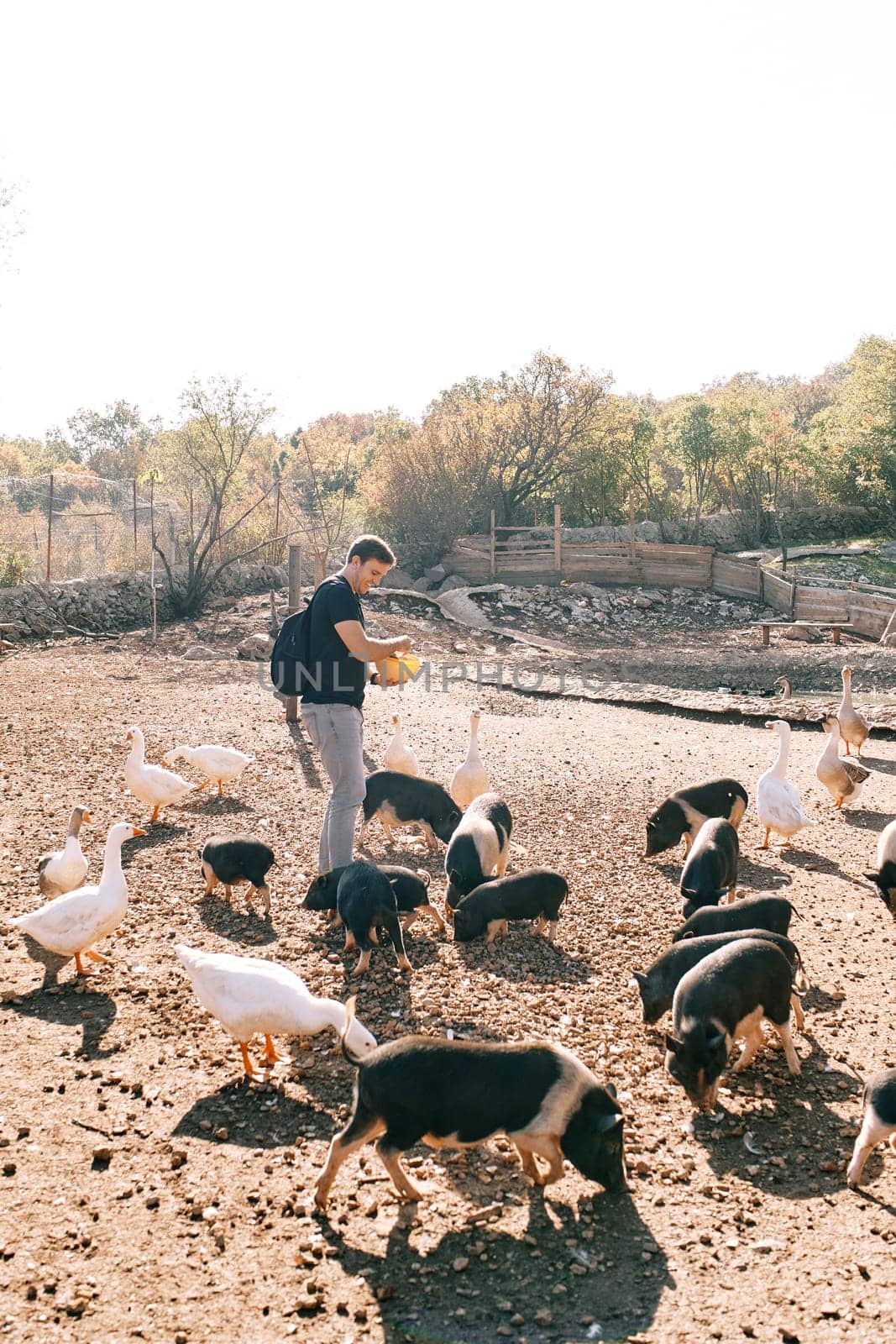 Young man with a bowl in his hands stands in the park and feeds fluffy little pigs and white geese by Nadtochiy