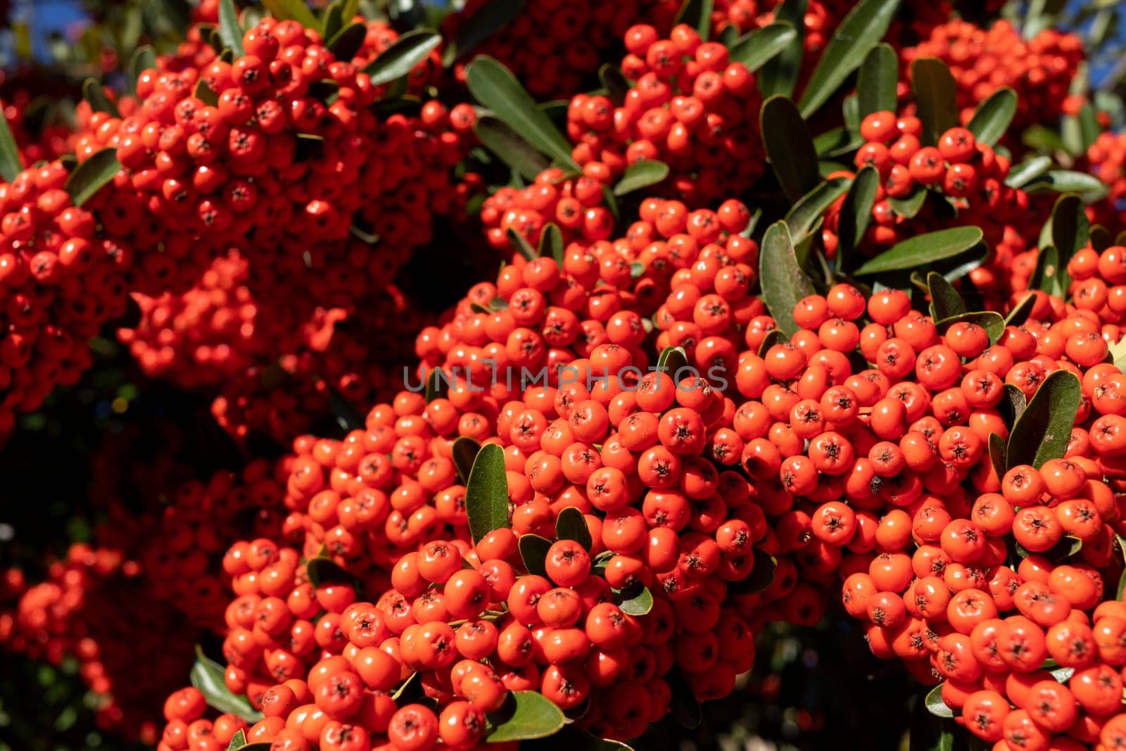 Closeup Heap Of Pyracantha Orange Red Berries, Firethorn. Evergreen Shrub In Landscaping, Rosaceae Family. Fertile Plant, Gardening Or Landscape Design. Horizontal Plane by netatsi