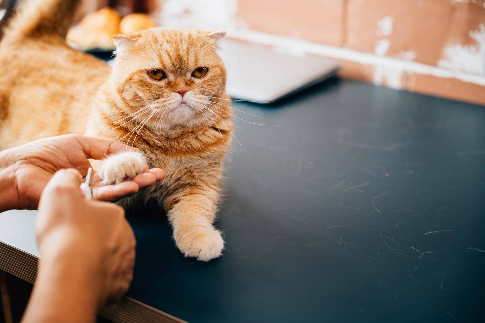 Expert hands at work, A woman meticulously trims the nails of a Scottish Fold and an orange cat, underscoring the significance of proper cat nail care and hygiene.