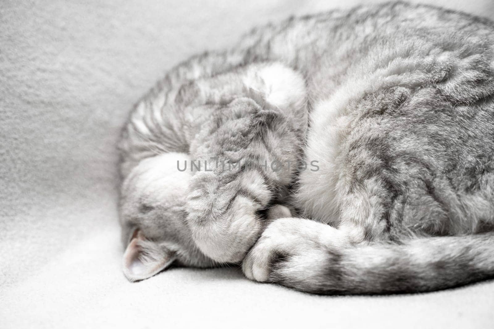 scottish straight cat is sleeping. Close-up of the muzzle of a sleeping cat with closed eyes. Against the backdrop of a light blanket. Favorite pets, cat food