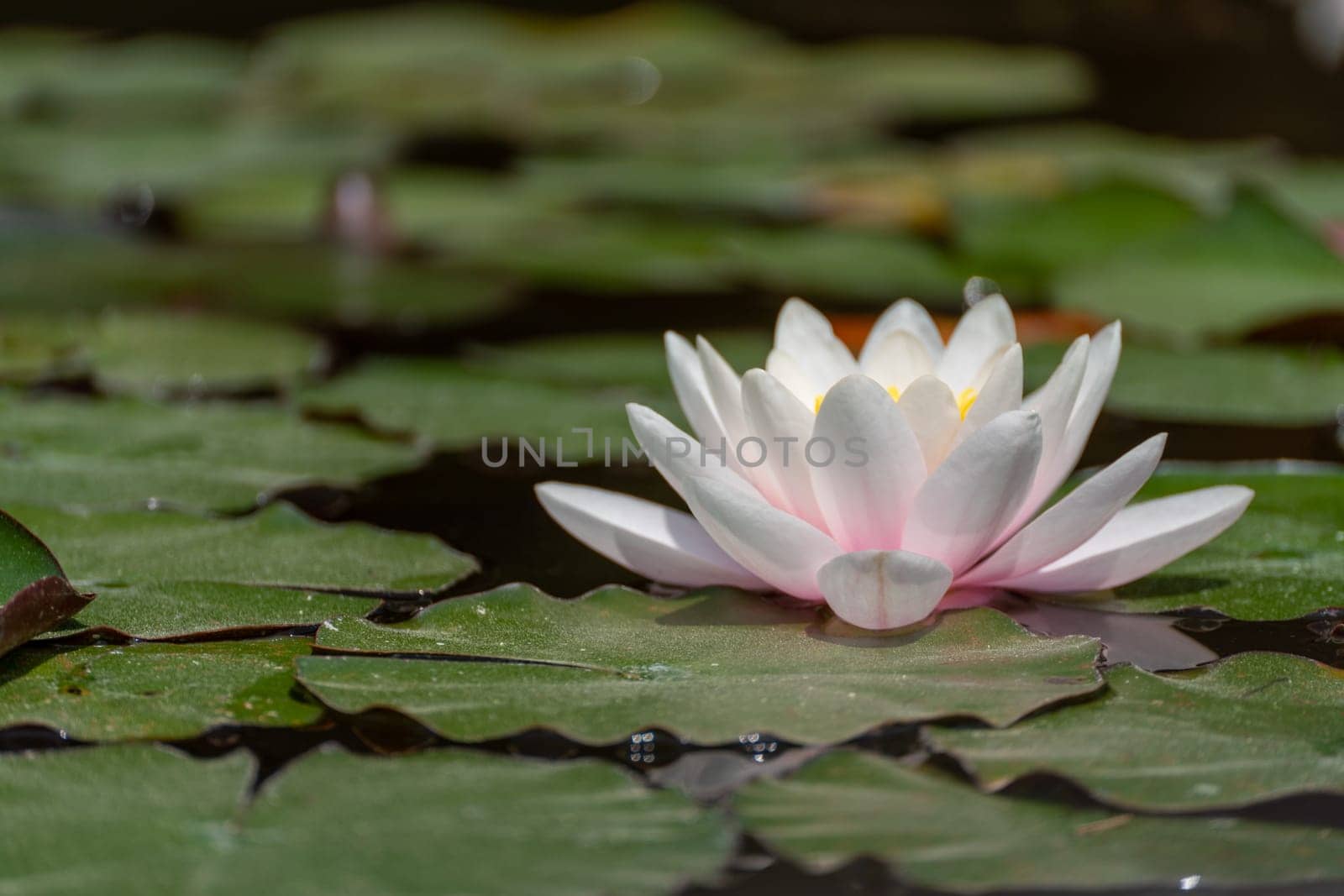 Pink lotus water lily flower in pond, waterlily with green leaves blooming.