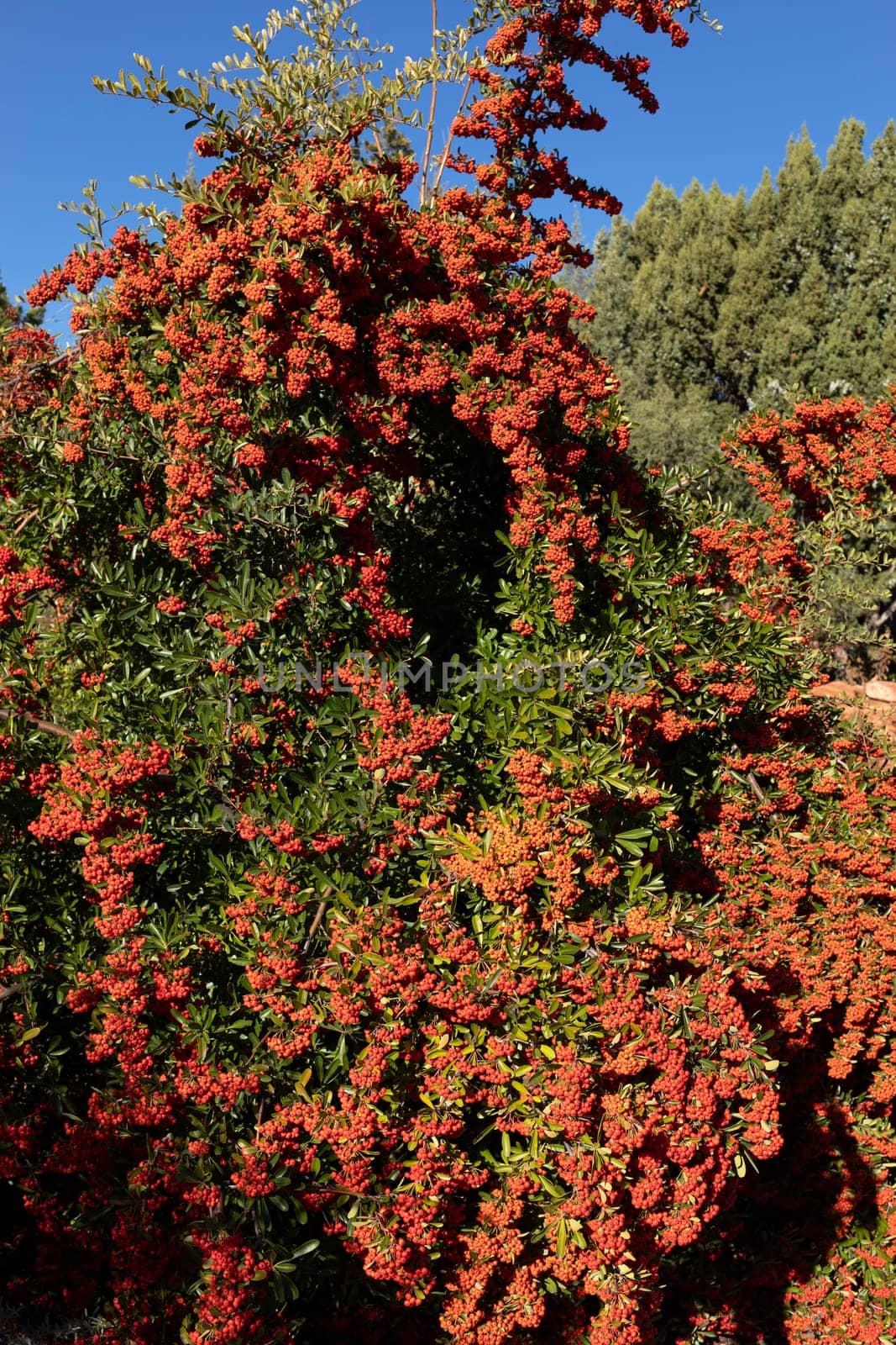 Pyracantha Orange Red Berries And Needle Like Thorns, Firethorn. Evergreen Shrub In Landscaping, Blue Sky On Background. Rosaceae Family. Plant, Gardening Or Landscape Design. Vertical Plane
