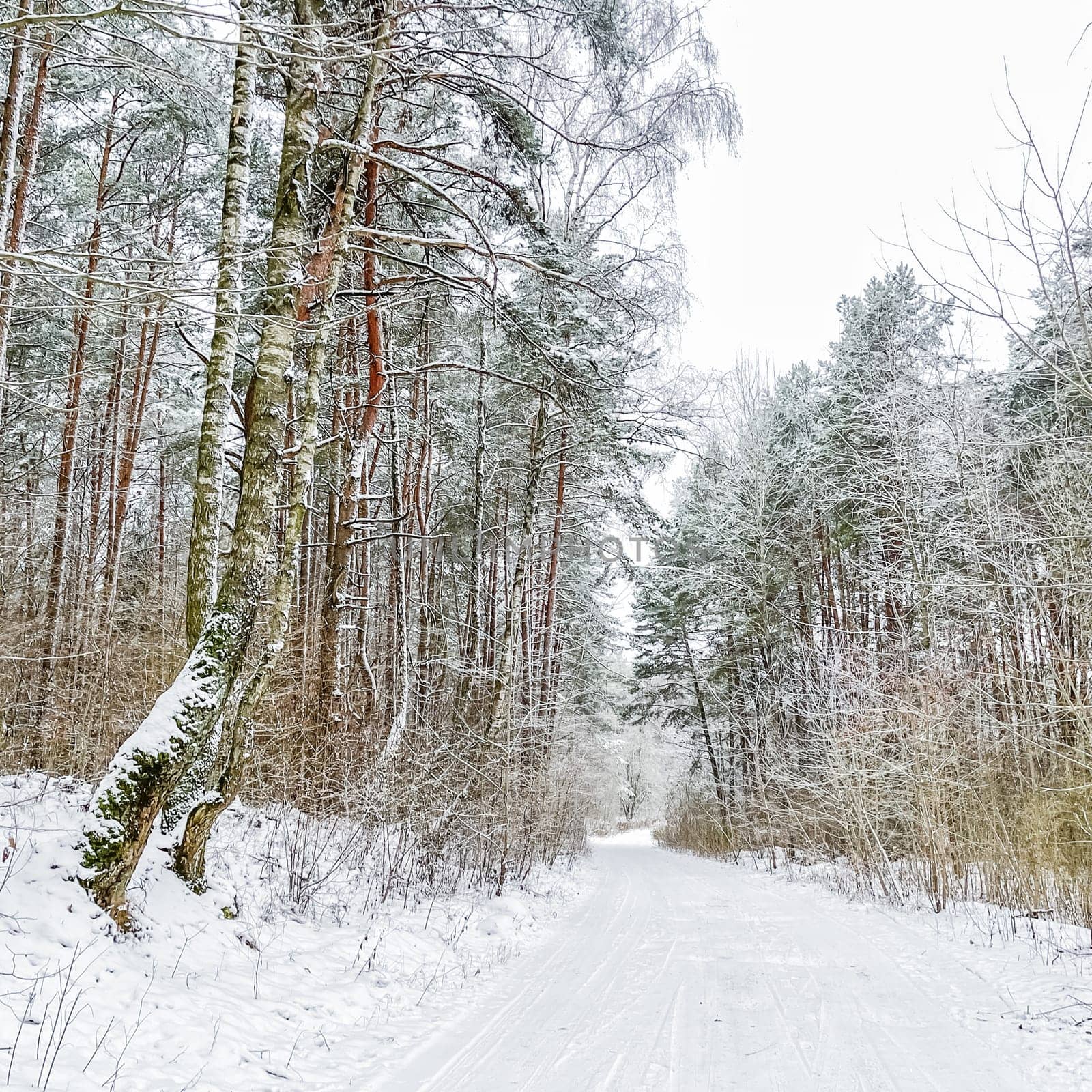 Lovely winter forest. Trees and bushes covered in snow. Ski track on a snow-white road