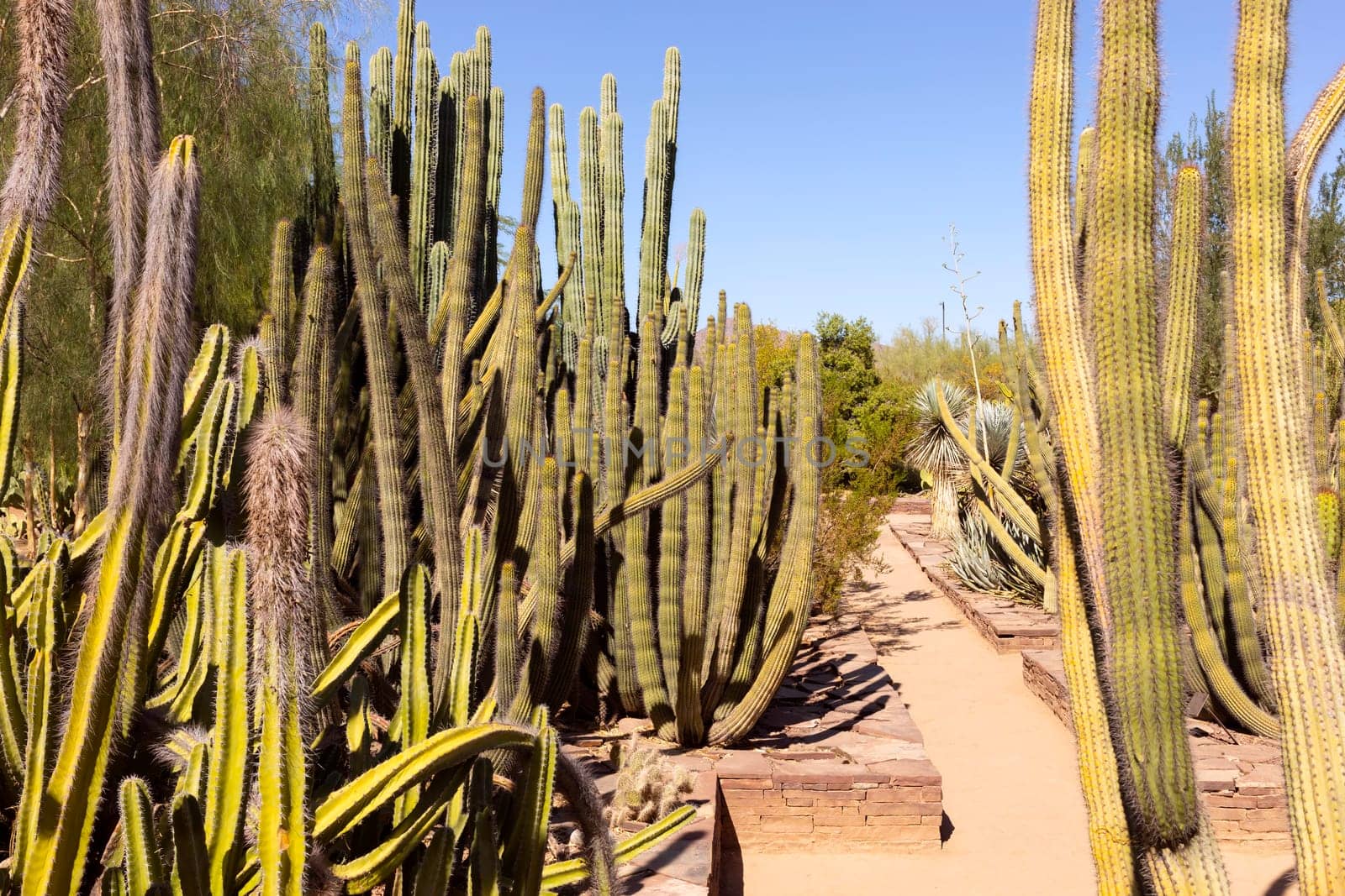 Giant Saguaro Cactus in Phoenix, Arizona. Greeting Post Card, Mockup. Happy Birthday or National Arizona Day on February 14 National Wildlife. Biosphere Reserve. Horizontal Plane. High quality photo