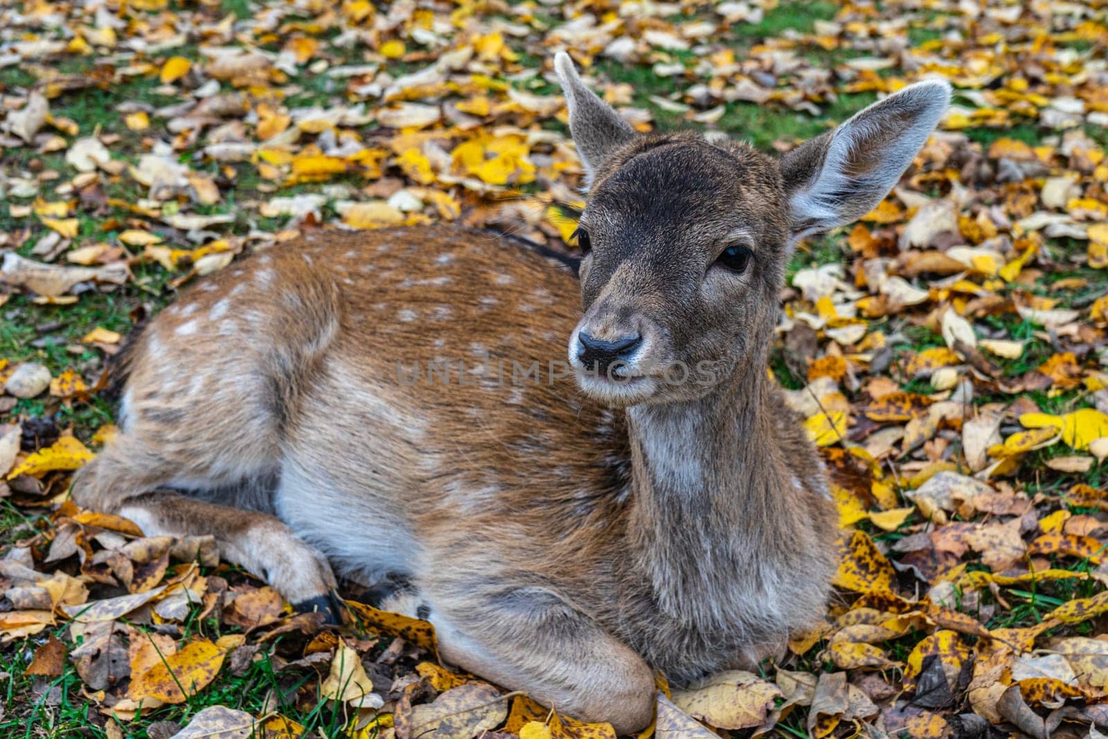 spotted deer doe lies on autumn fallen leaves.