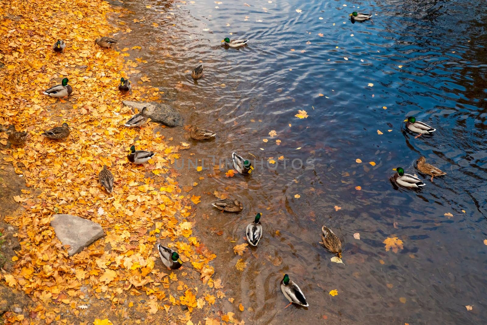 mallard ducks on a water in dark pond with floating autumn or fall leaves, top view. Beautiful fall nature . by kajasja