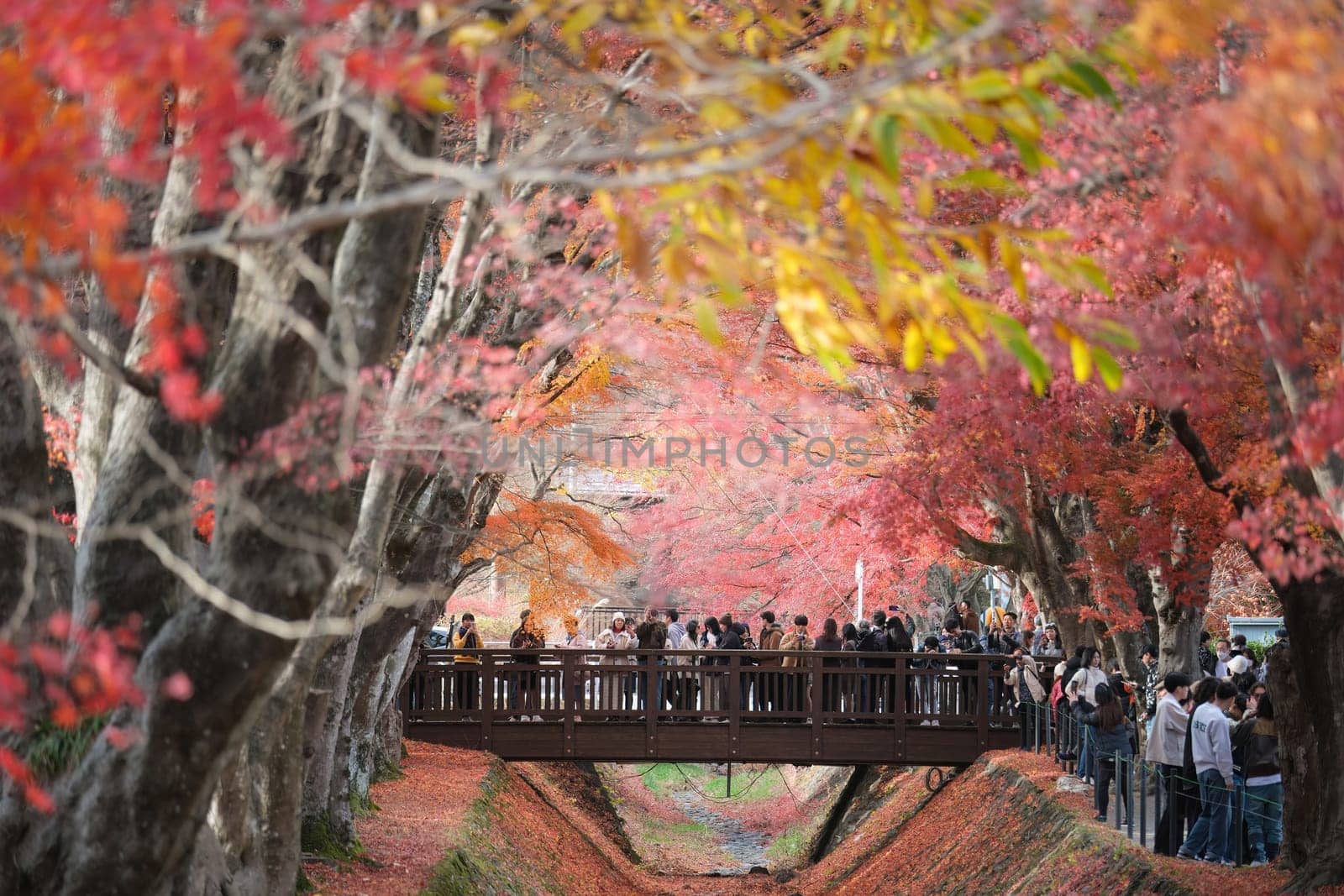 Fujikawaguchiko, Japan - November 28, 2023 : View of the colorful trees in autumn at Fujikawaguchiko next to Lake Kawaguchi in Japan.