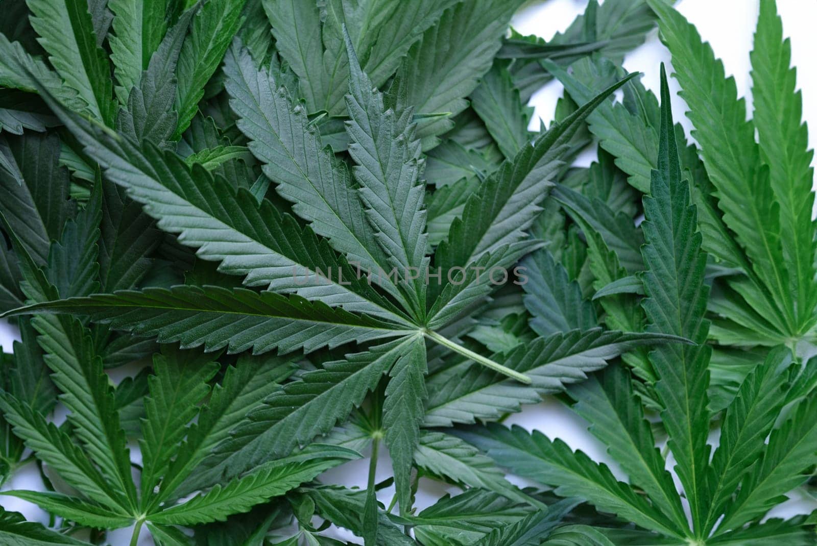 Lots of green marijuana leaves closeup background. Drug addiction concept