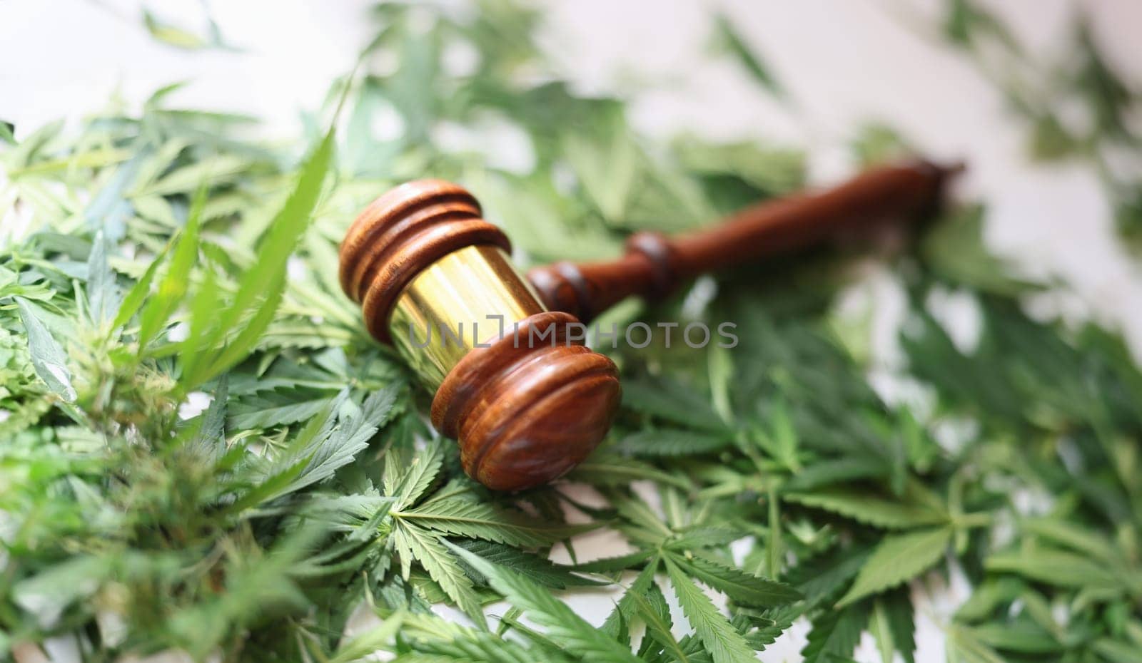 Wooden judge gavel on green cannabis leaves closeup. Legalization of cultivation and distribution of narcotic substances based on hemp concept