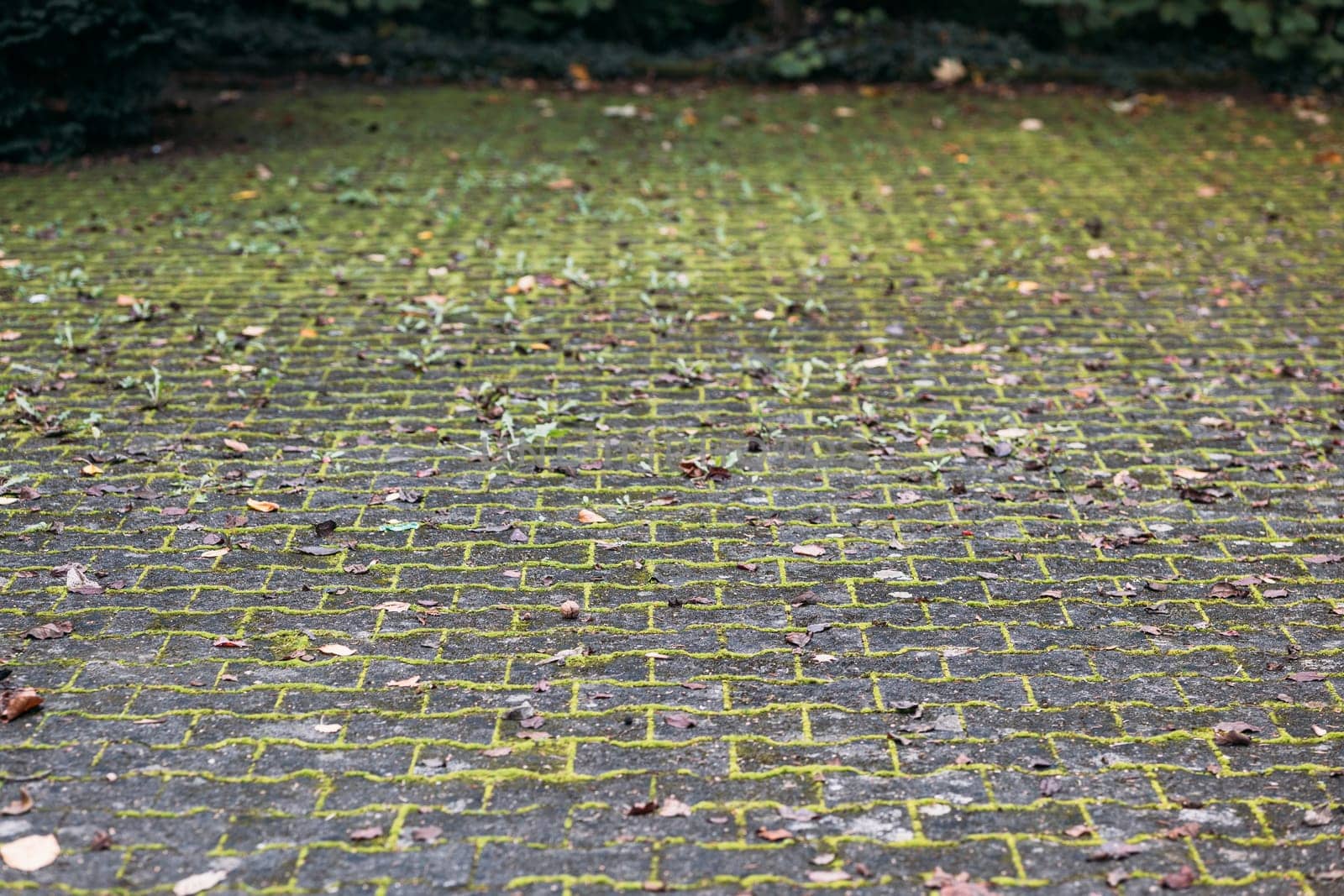 Old paving stones with grass sprouting through cracks and joints over time. Lined paving slabs in street covered with dried leaves