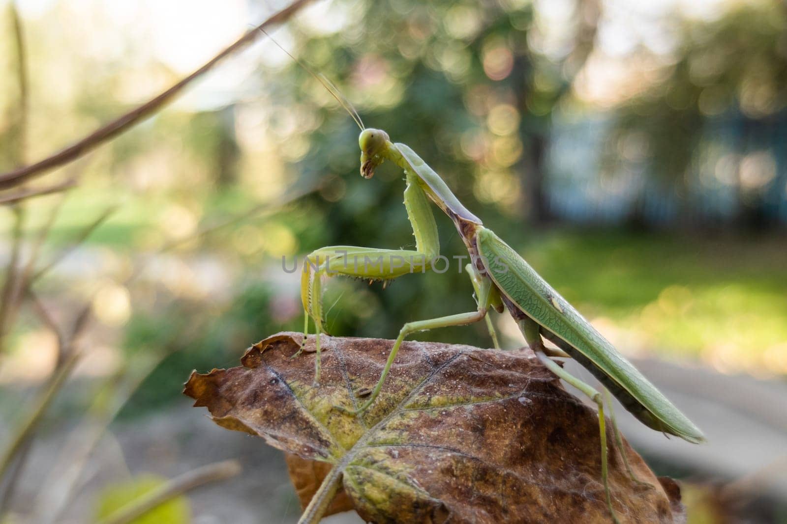 green praying mantis on a yellowed leaf close-up at sunny autumnal day by z1b
