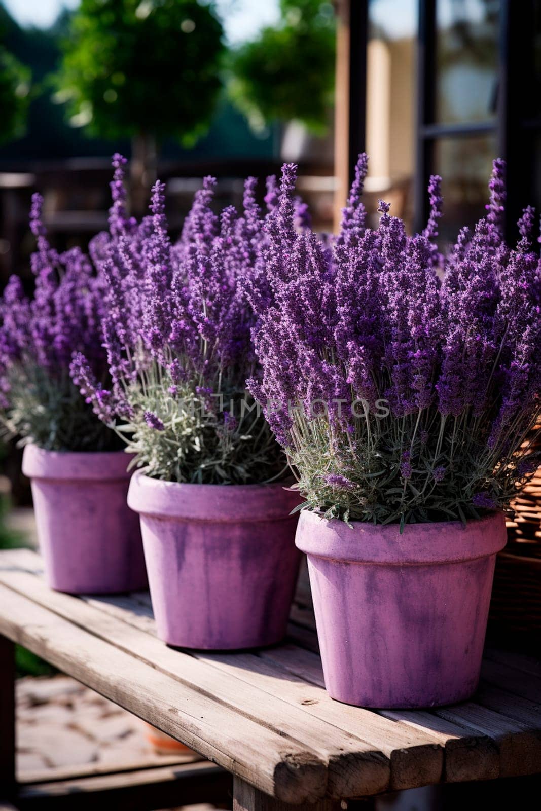 Lavender flowers in flowerpots in the yard. Generative AI, Nature.