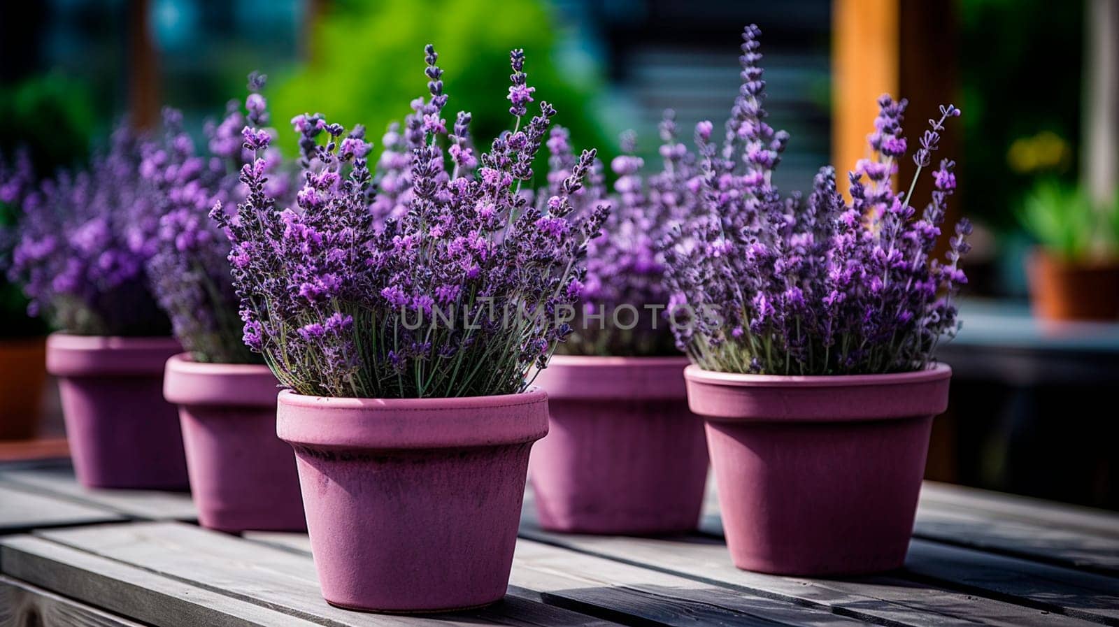Lavender flowers in flowerpots in the yard. Generative AI, by yanadjana