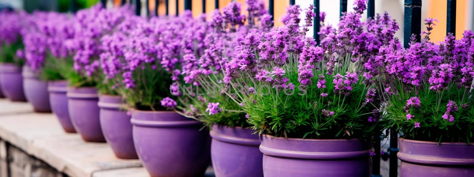 Lavender flowers in flowerpots in the yard. Generative AI, by yanadjana