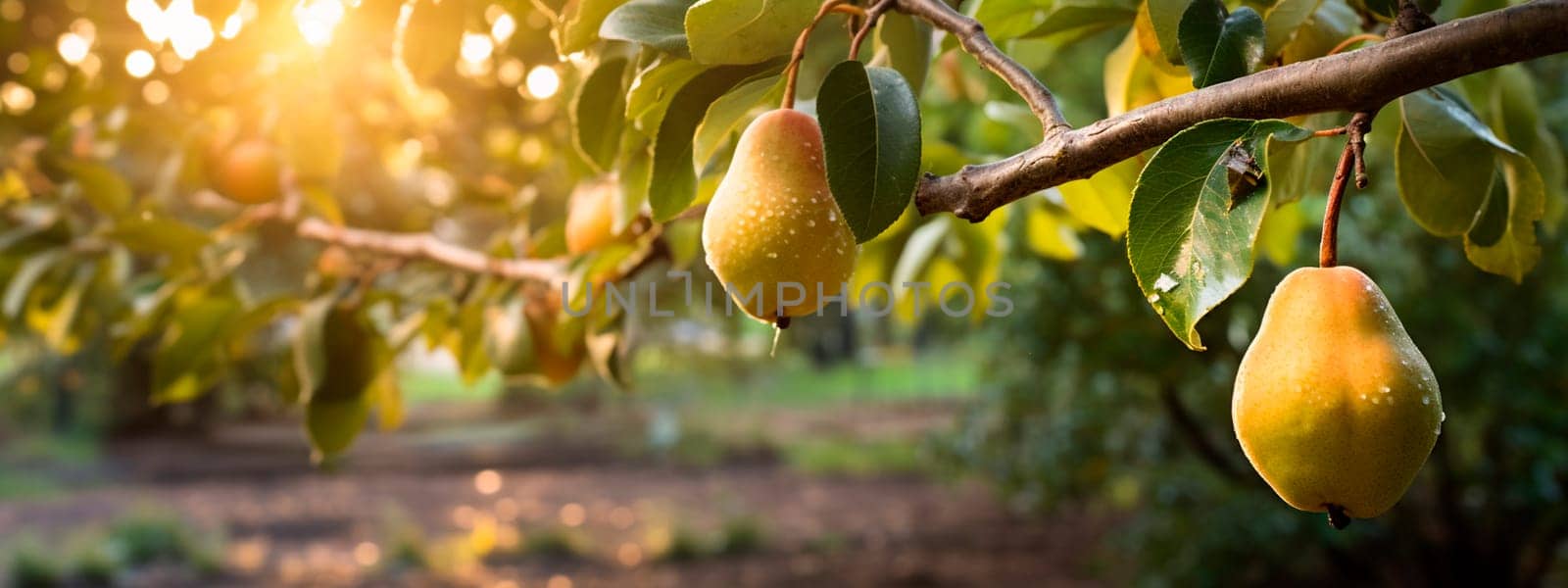 Garden pear fruits on summer branches. Generative AI, by yanadjana