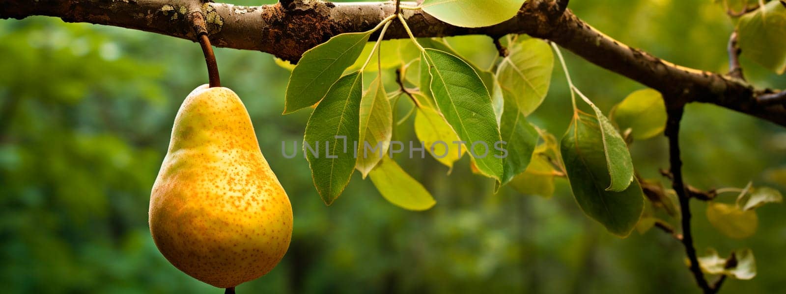 Garden pear fruits on summer branches. Generative AI, by yanadjana