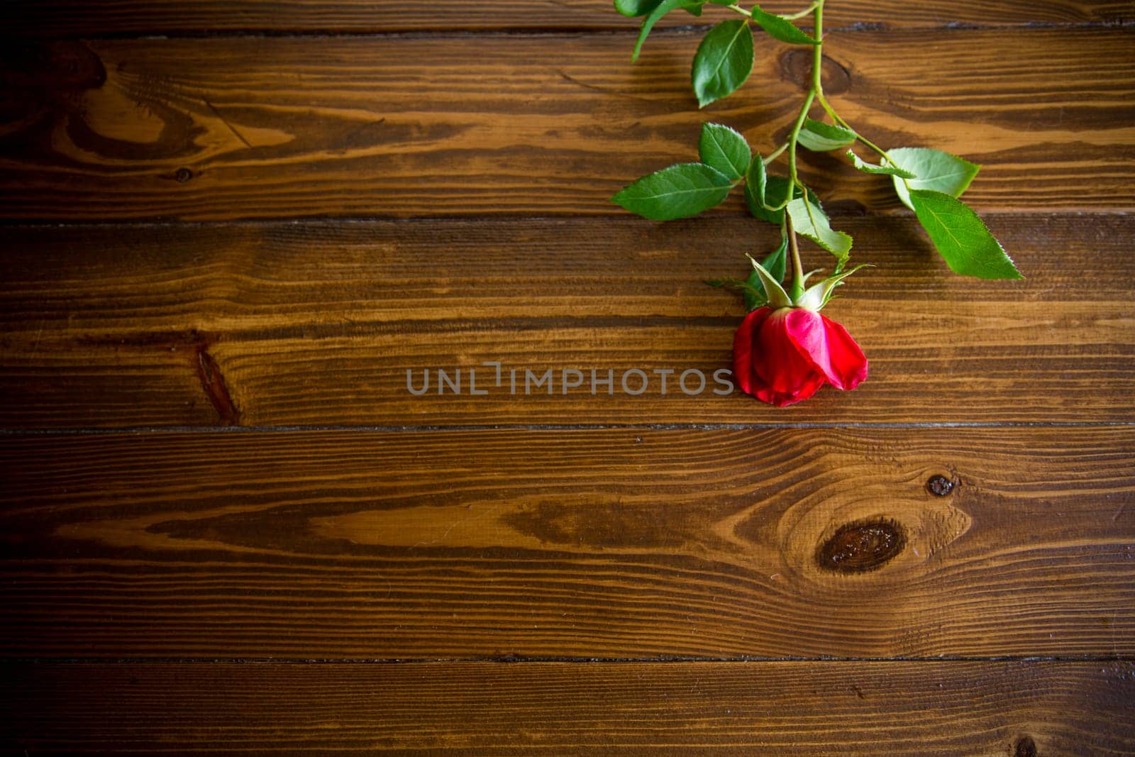 one red beautiful blooming rose on a wooden table by Rawlik