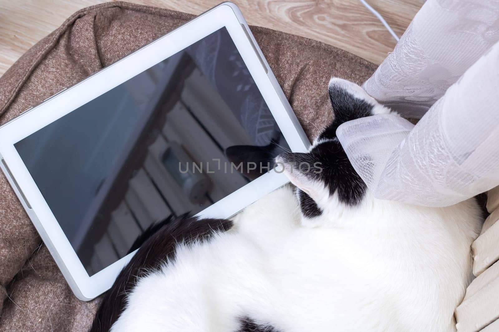A white cat looking at a tablet screen close up