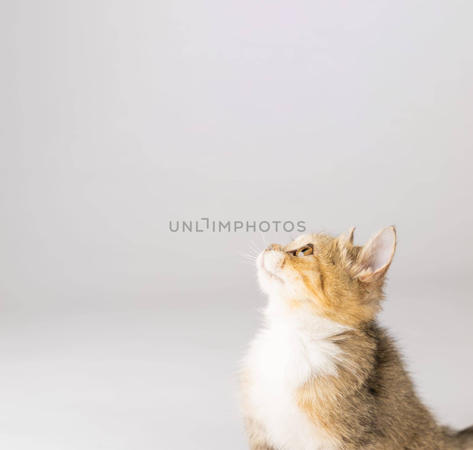 In this isolated cat portrait, a cute little grey Scottish Fold kitten stands on a white background, exuding playfulness and cheerfulness.