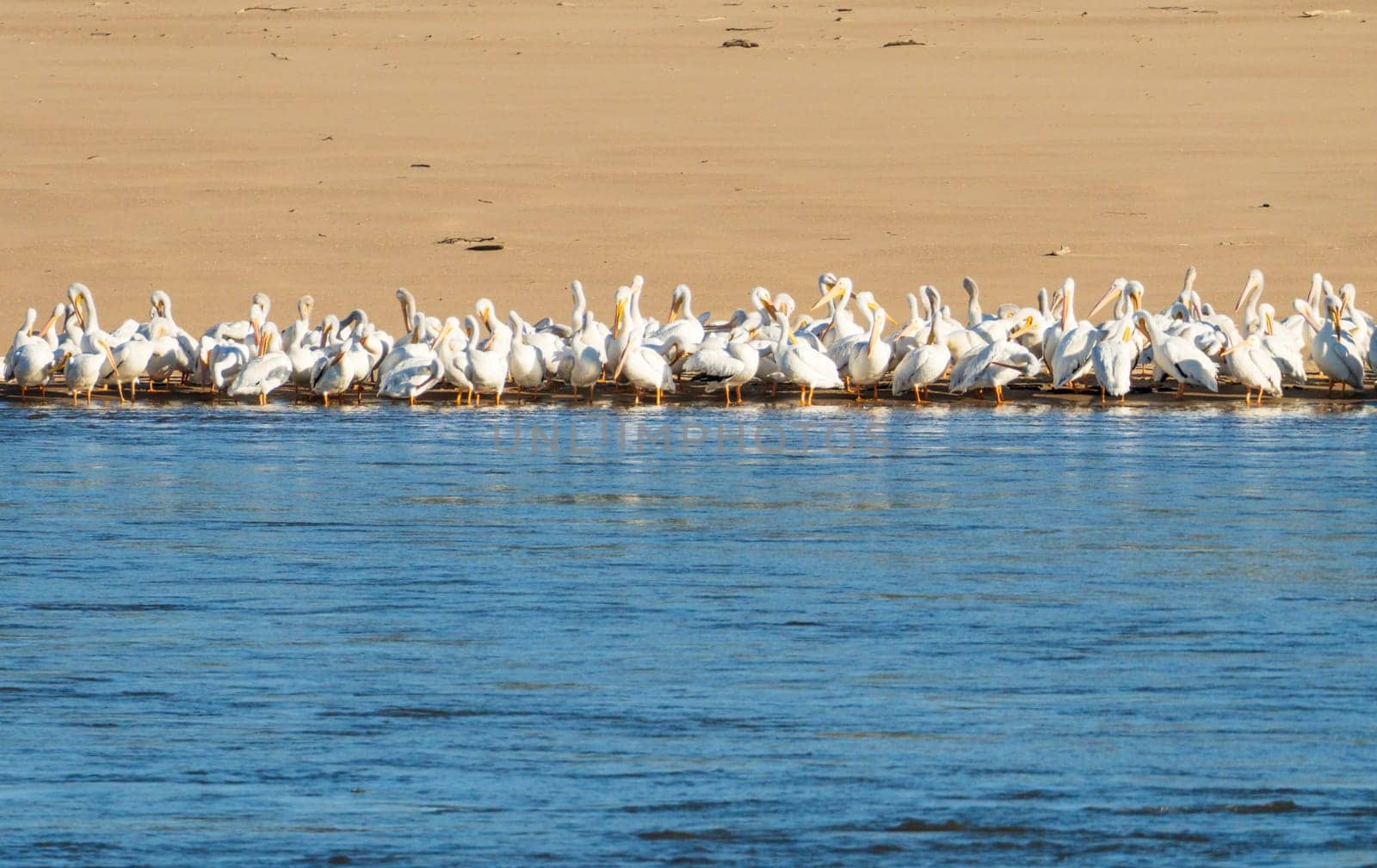 Flock of American white pelicans grouped on sandbank of Mississippi river by steheap