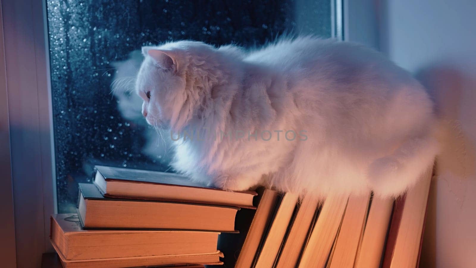 Heartwarming coziness - charming fluffy big cat sitting atop pile of paper books by rain-kissed window. Charm of rainy days, joy of reading, pets companionship. Watching night rain, autumn season.