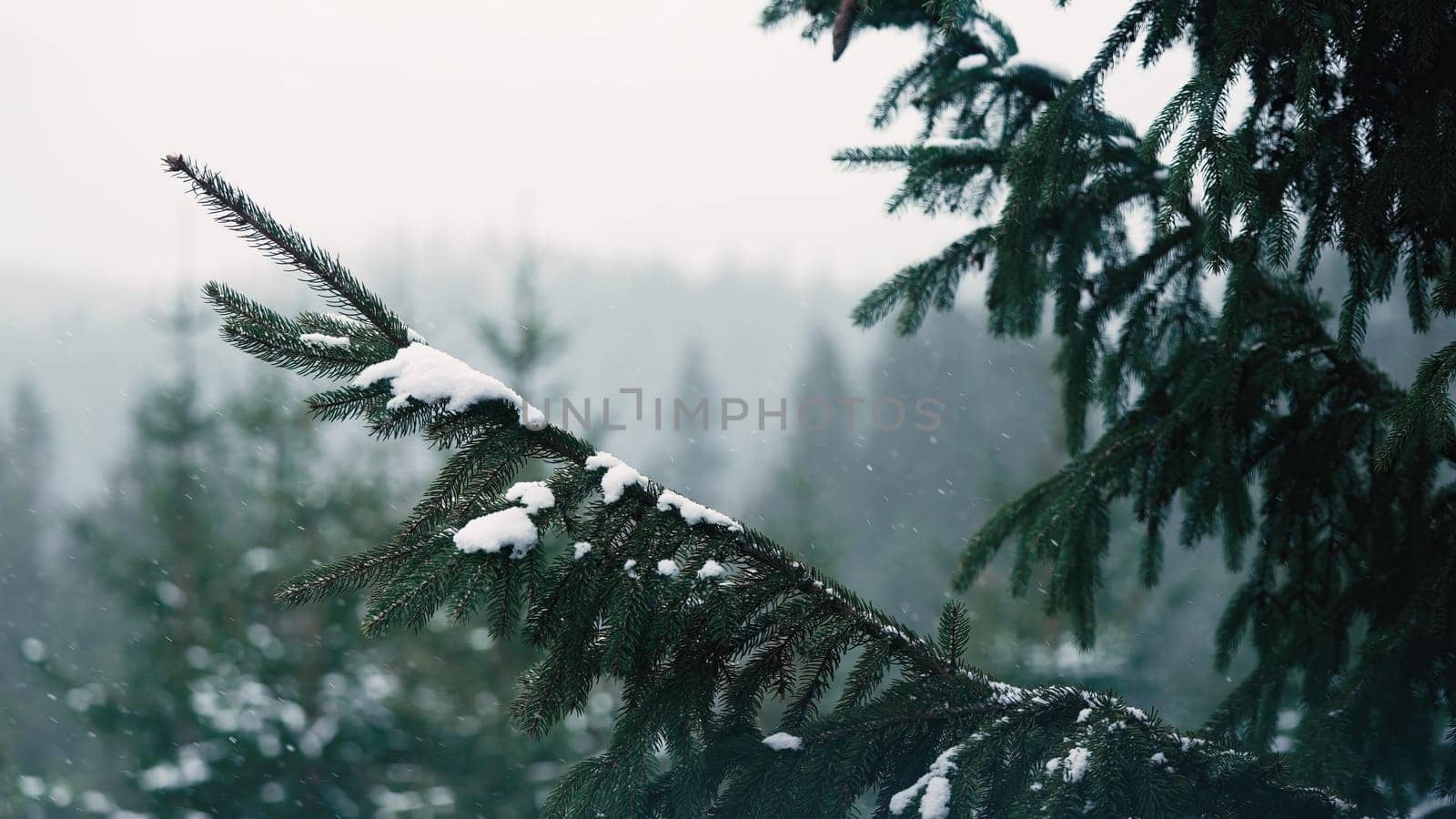Pine,evergreen spruce branches covered by snow,hoarfrost. Snowbound conifer tree by kristina_kokhanova