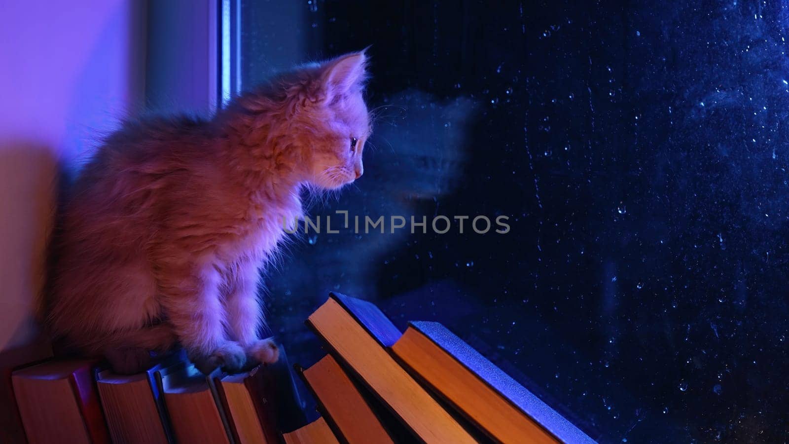 Heartwarming coziness - charming kitten atop pile of paper books by rain-kissed window. Charm of rainy days, joy of reading, pets companionship. Cat watching night rain, autumn season.