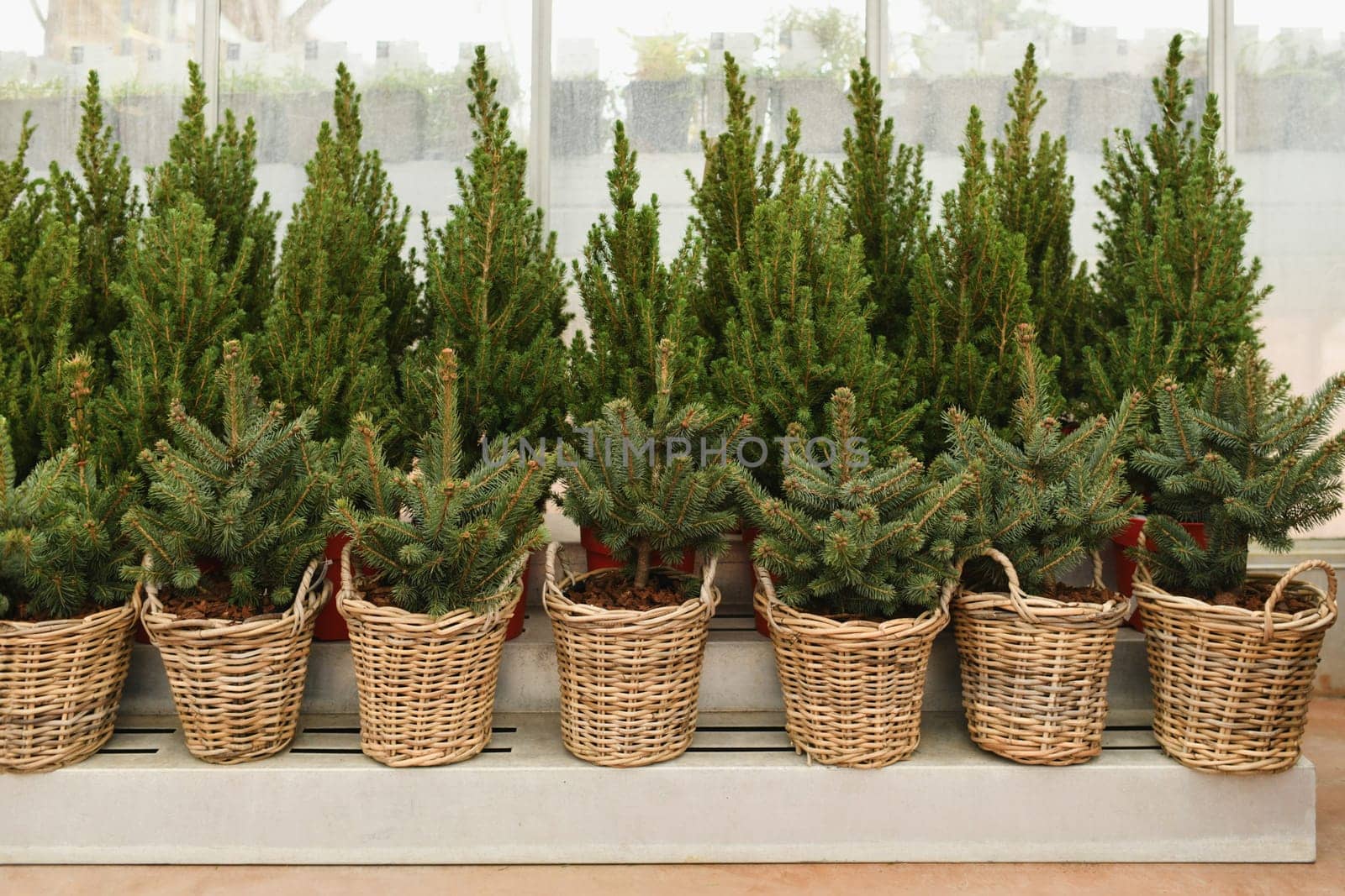 Christmas trees in a red pots for sale on a market for growing