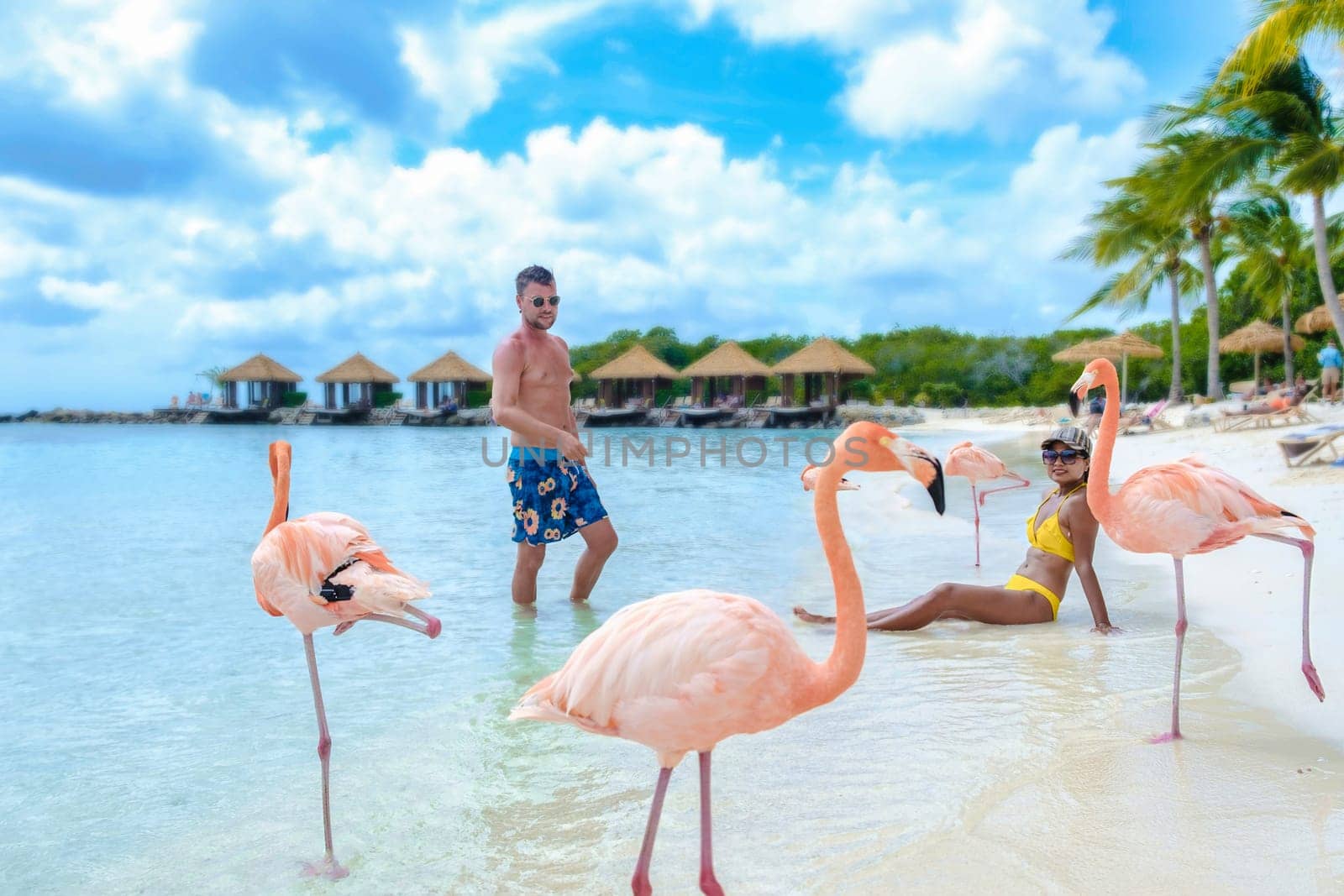 a couple of men and women on the beach with pink flamingos at Aruba Island Caribbean. Aruba Beach with pink flamingos at the beach on a sunny day