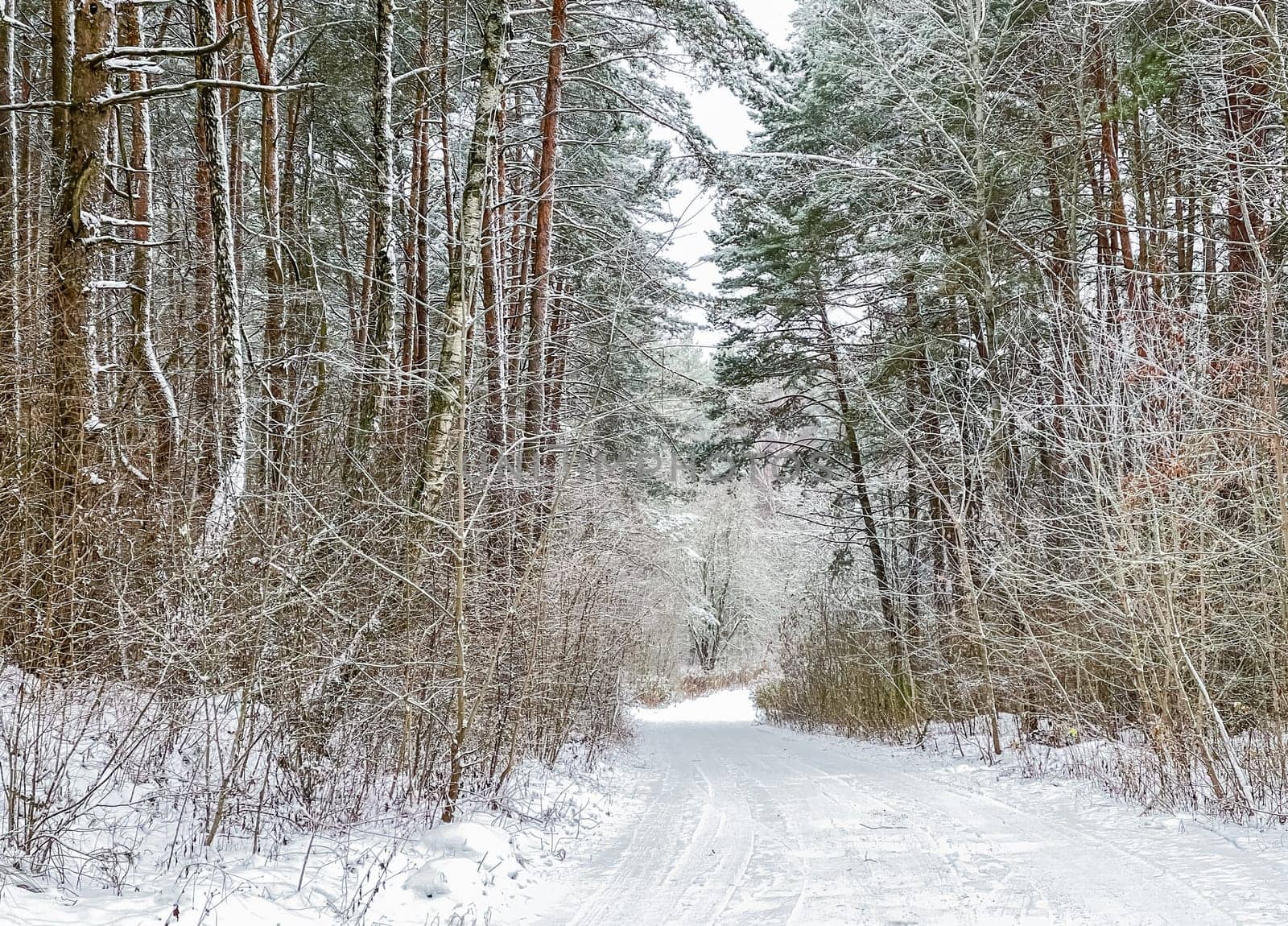 Lovely winter forest. Trees and bushes covered in snow. Ski track on a snow-white road