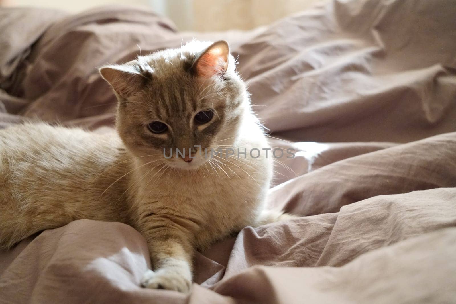 Front view of a cute beautiful Siamese breed cat on a classic brown blanket by tewolf