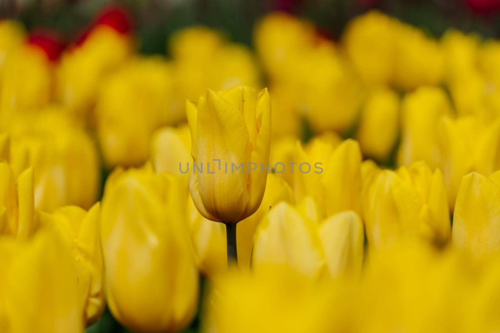 Yellow tulips spring blossoming , bokeh flower background, pastel and soft floral card, selective focus.