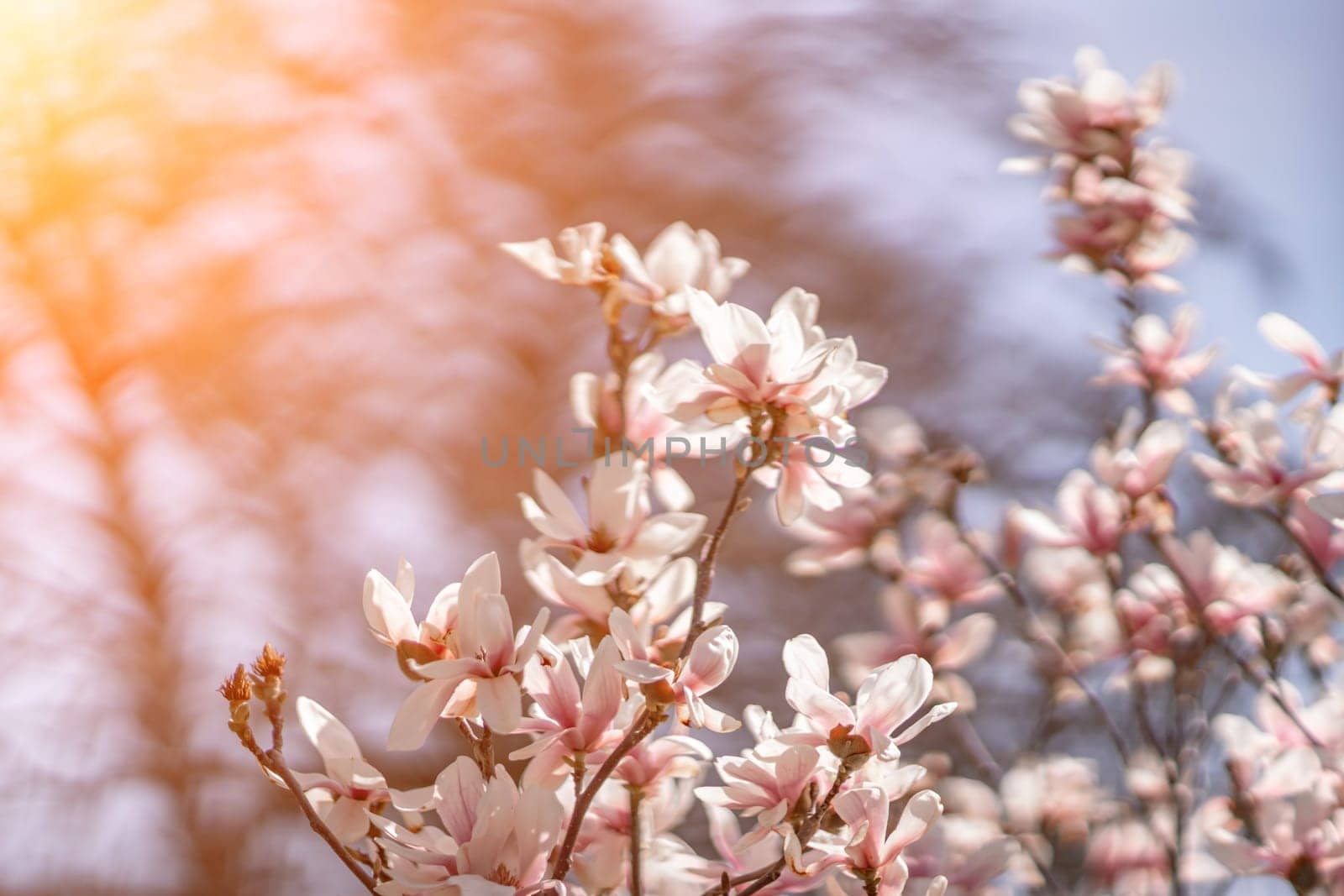 Blooming magnolia in spring against pastel bokeh blue sky and pink background, wide composition