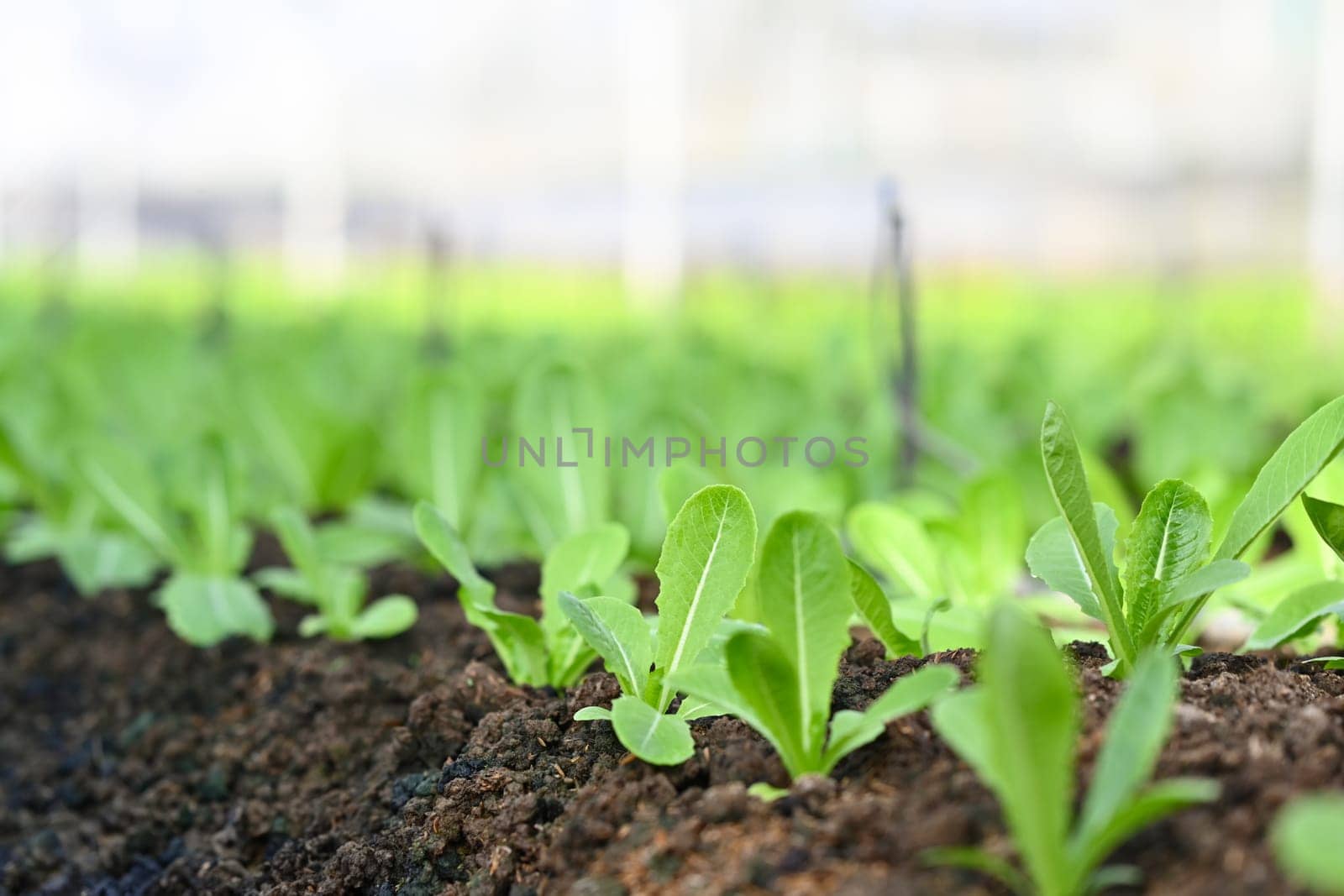 Fresh organic lettuce growing in organic farm. Harvesting, agricultural and farming concept.