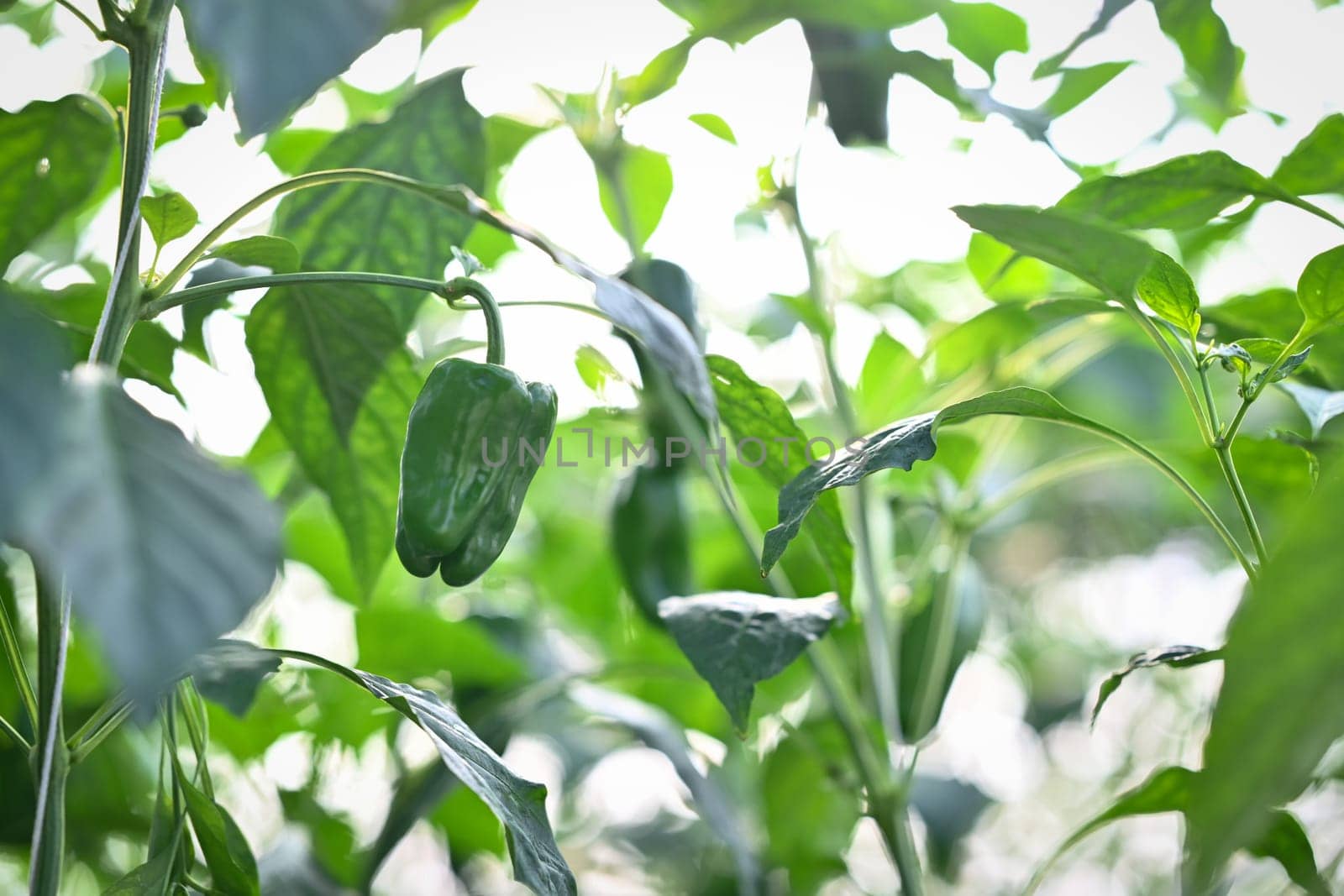 Green pepper or bell pepper on plant in greenhouse. Ecological and organic cultivation concept by prathanchorruangsak
