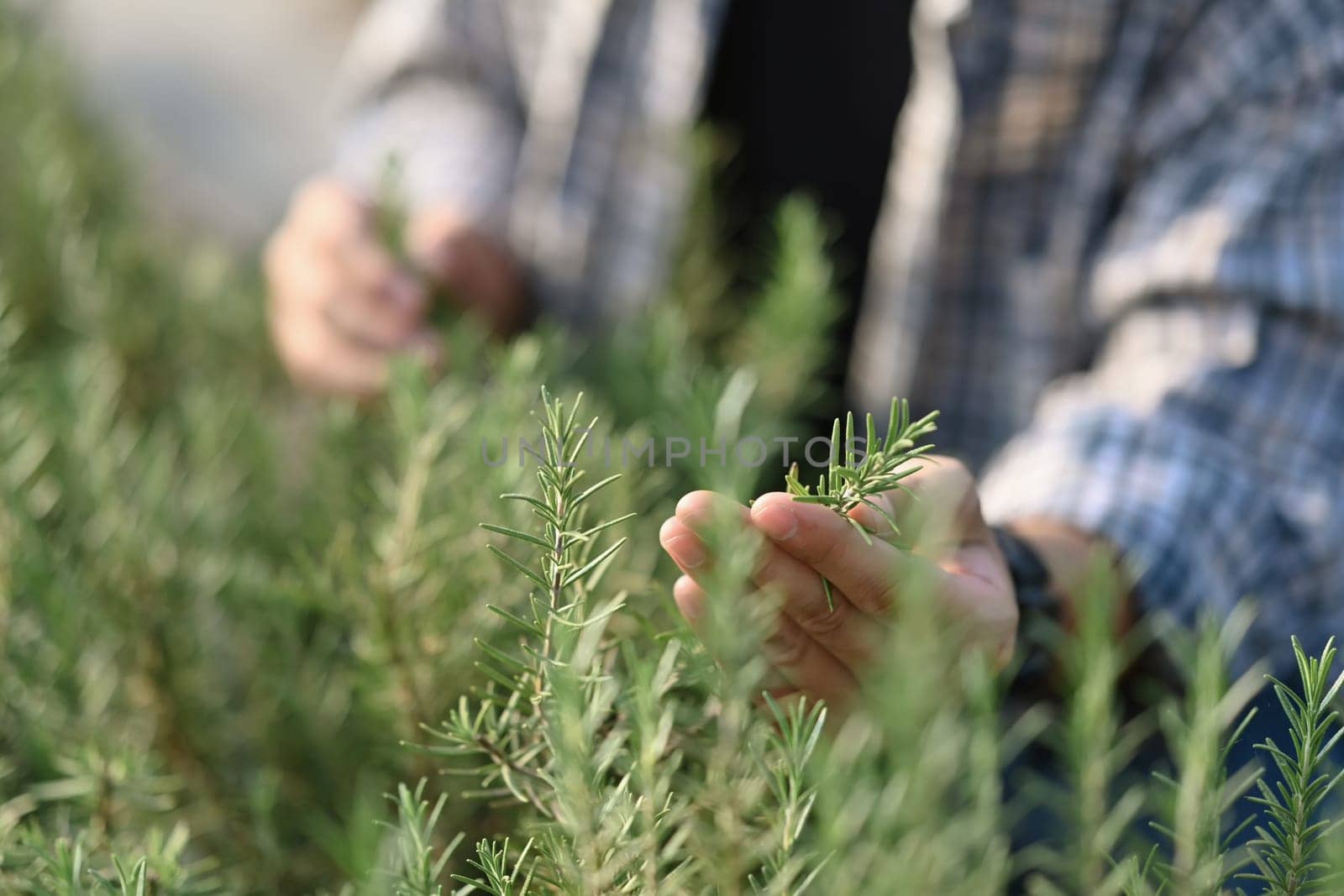 Hands of farmer doing quality check of green rosemary in greenhouse. Ecological and organic cultivation concept.