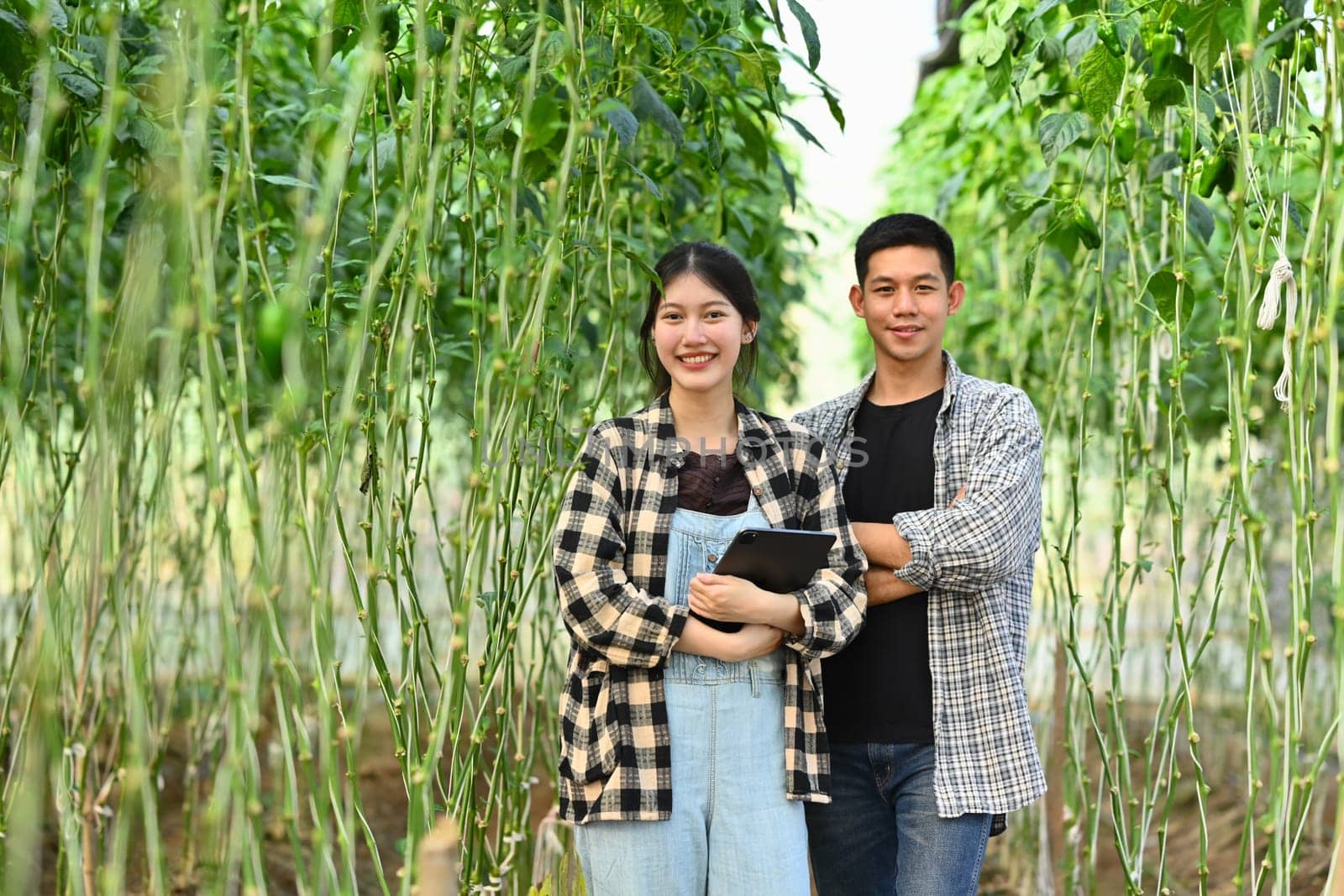 Couple farmer standing in aisle between growing bell peppers. Agribusiness and eco farming concept.