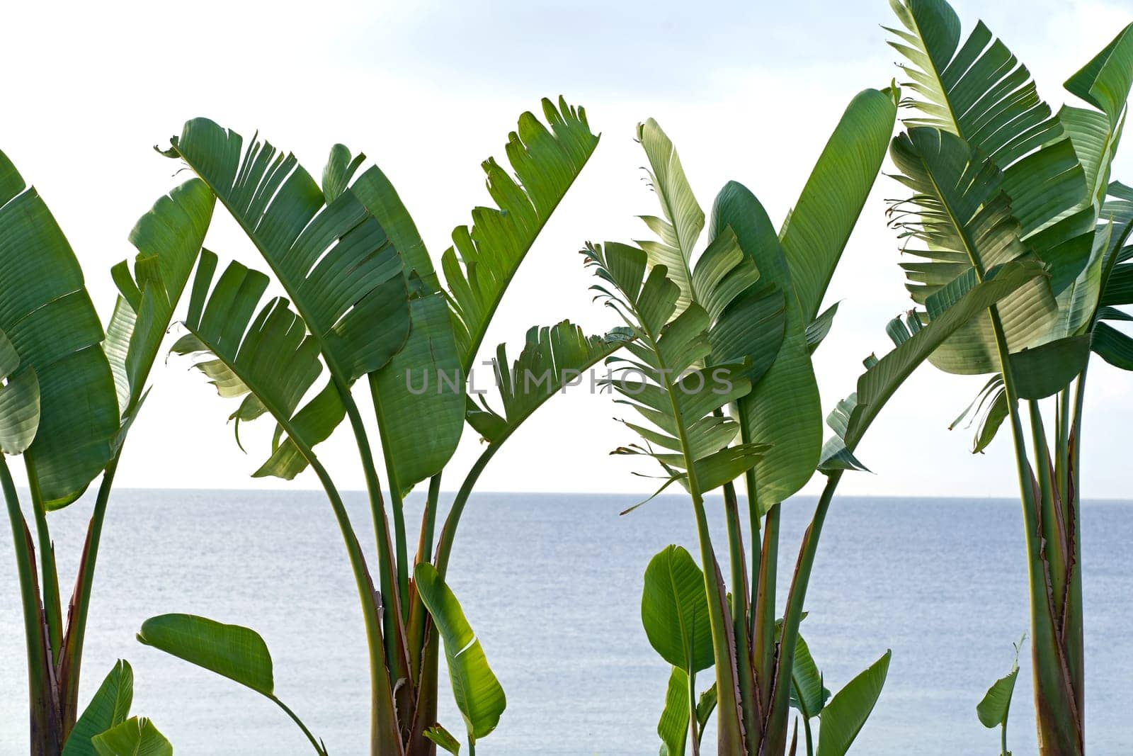 Banana palms next to the sea. Tropical economic crops that are easy to grow, yield fast