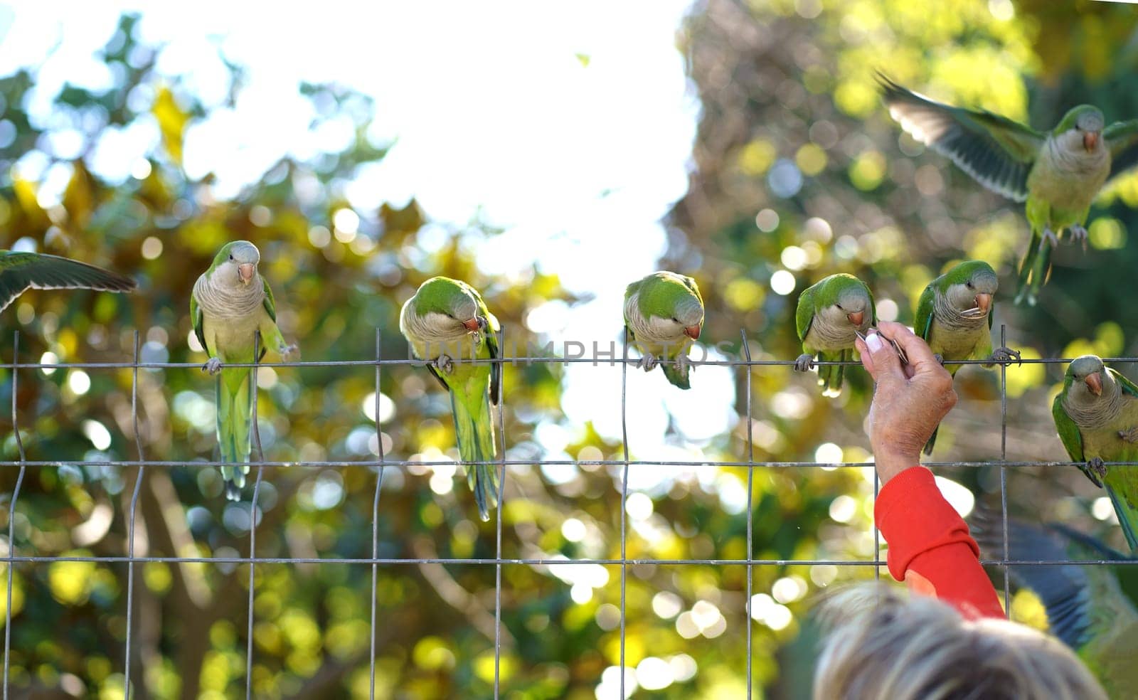 Barcelona. City Park. People feed parrots. Interaction between people and animals in the city. Group of green parakeets on a mesh fence and the hand of a man feeding them by aprilphoto