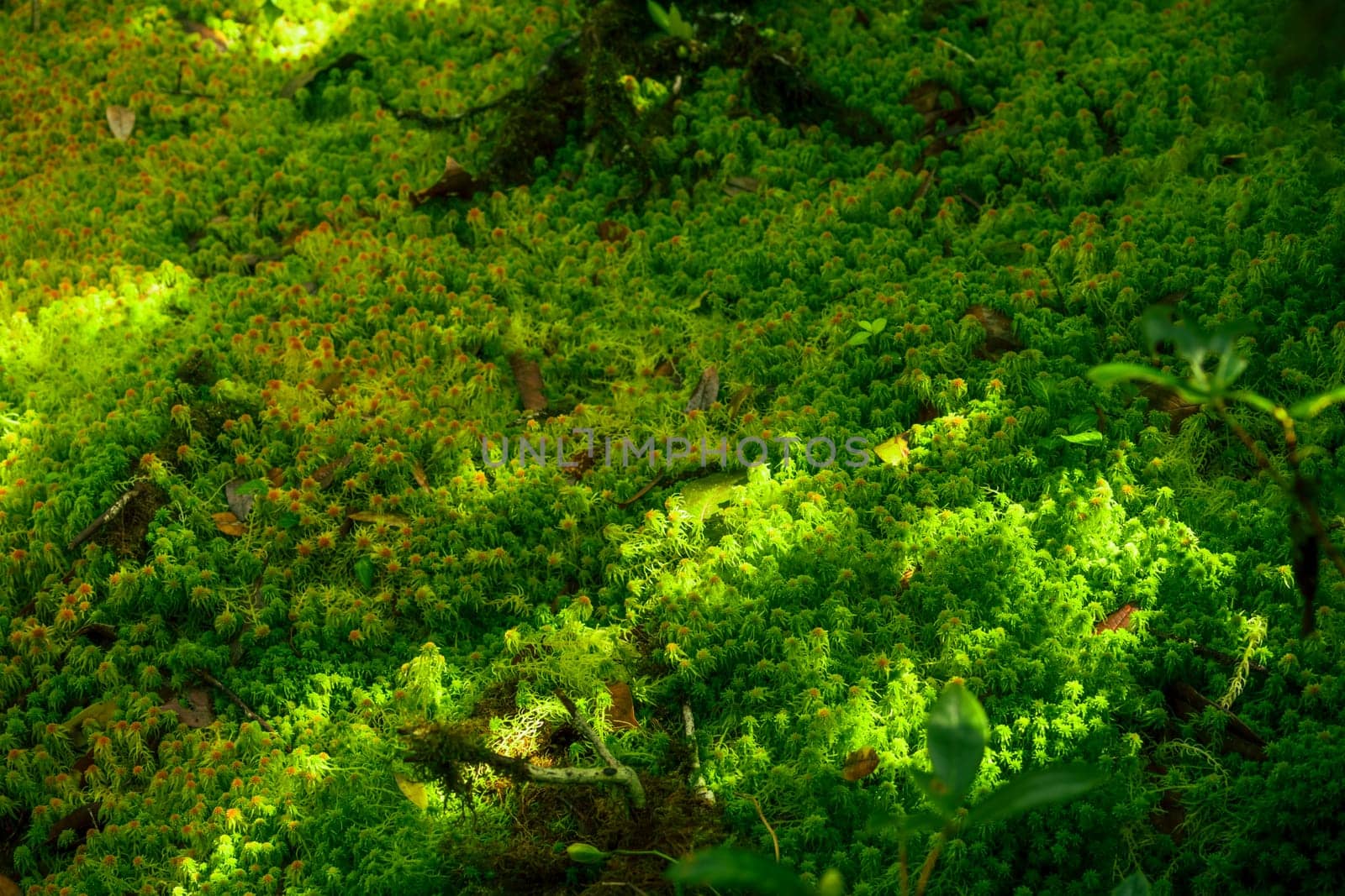 Sunlit Sphagnum moss in swamp forest. Nature landscape. Green peat moss. Carbon sequestration. Moss conservation. Moss ecology. Peatland carbon storage. Sphagnum habitats. Reservoir of the forest. by Fahroni