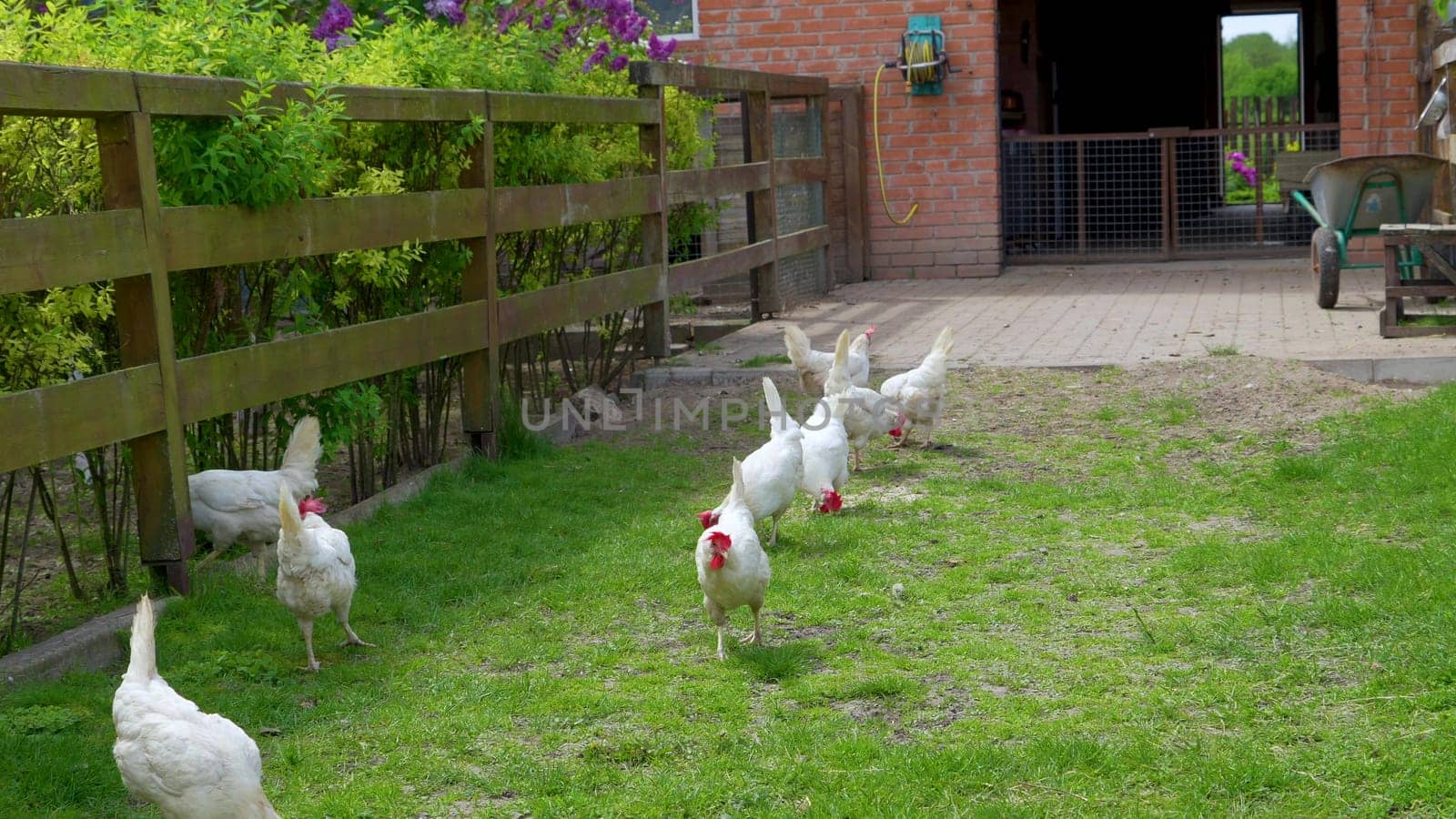 chickens in a private backyard. Raising chickens on a private farm. Content chickens in a chicken coop for the production of eggs and meat. by aprilphoto