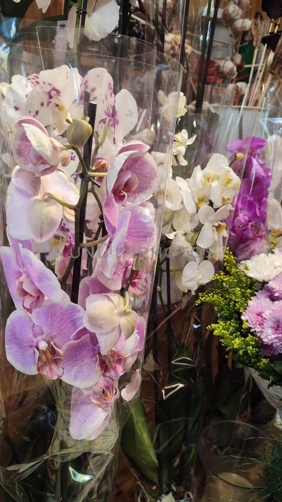 pink and white orchid flowers in a flower shop. High quality photo